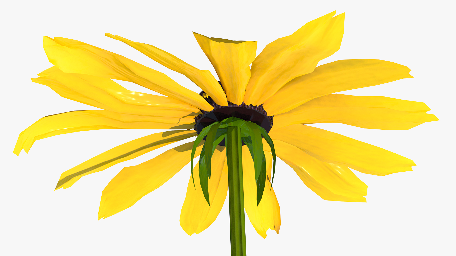 Rudbeckia Hirta Black Eyed Susan Flower 3D model
