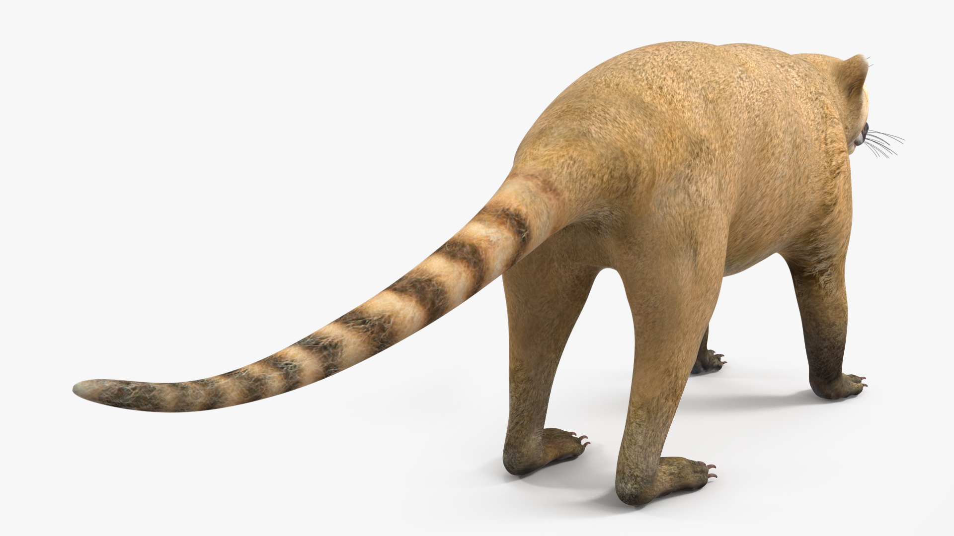 3D model Mountain Coati Basic Pose
