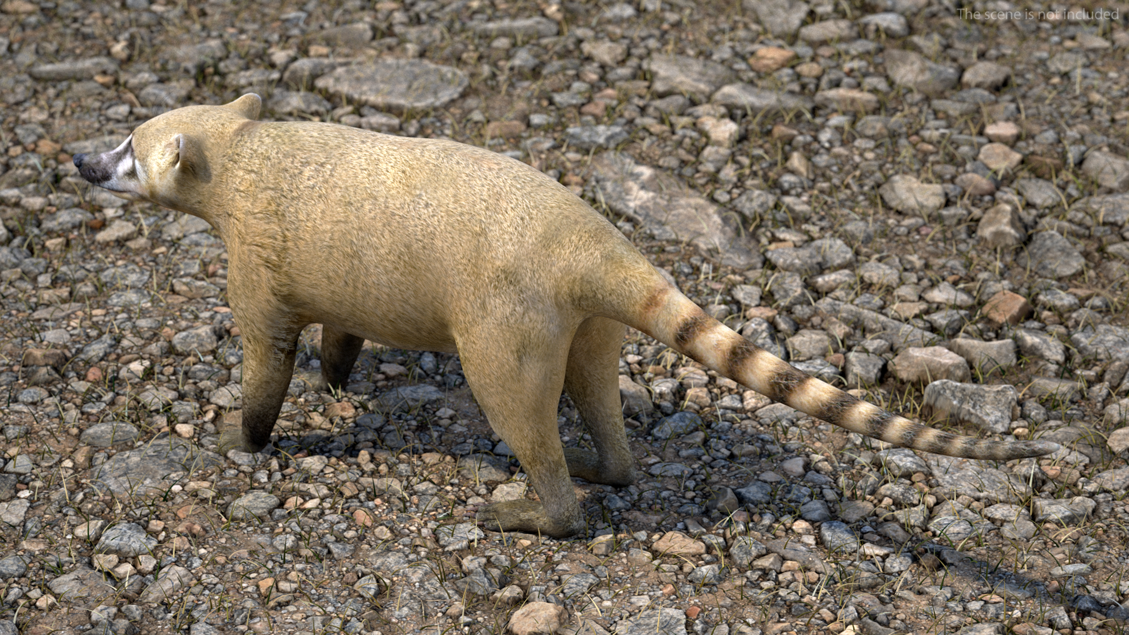 3D model Mountain Coati Basic Pose