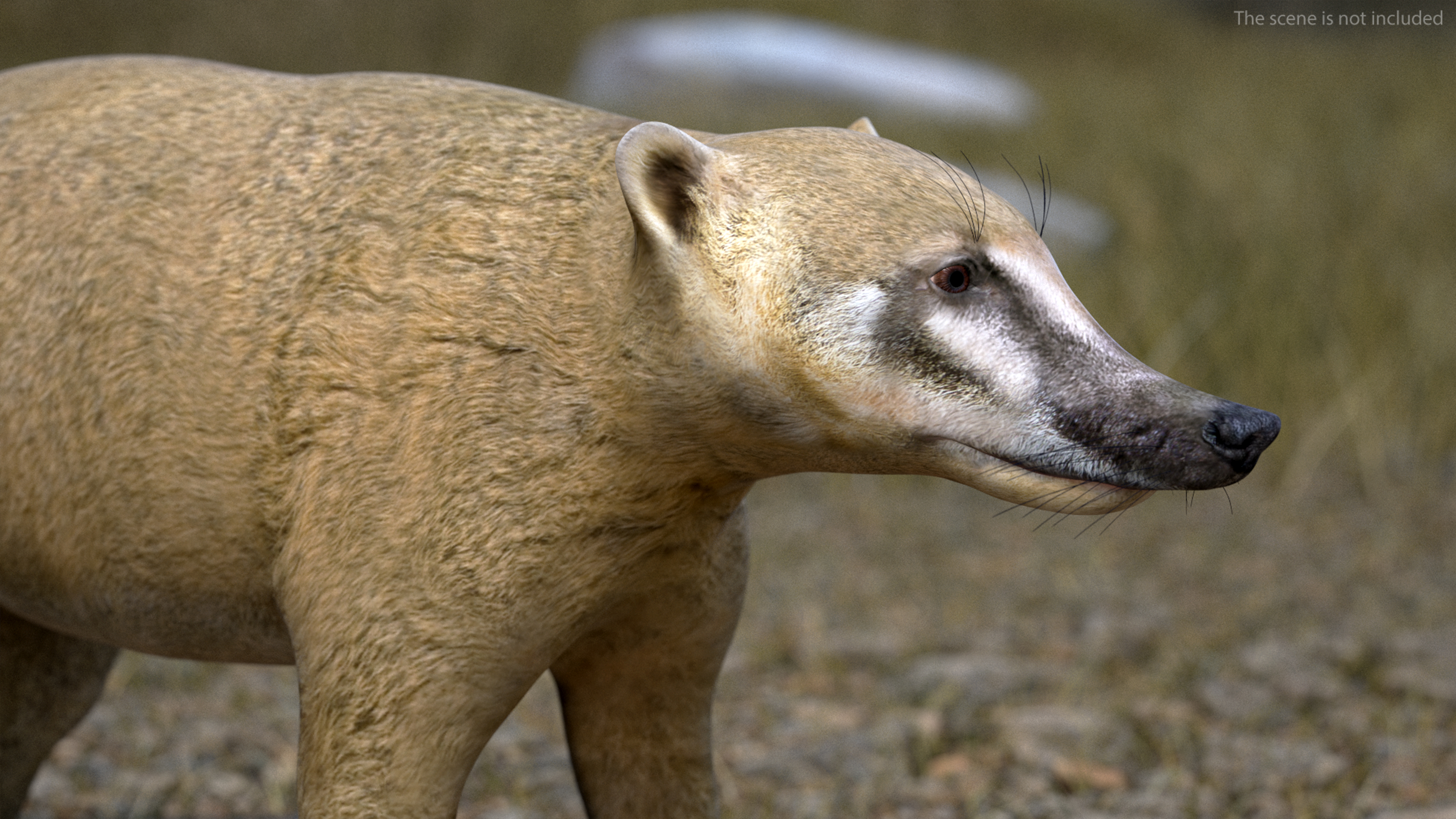 3D model Mountain Coati Basic Pose