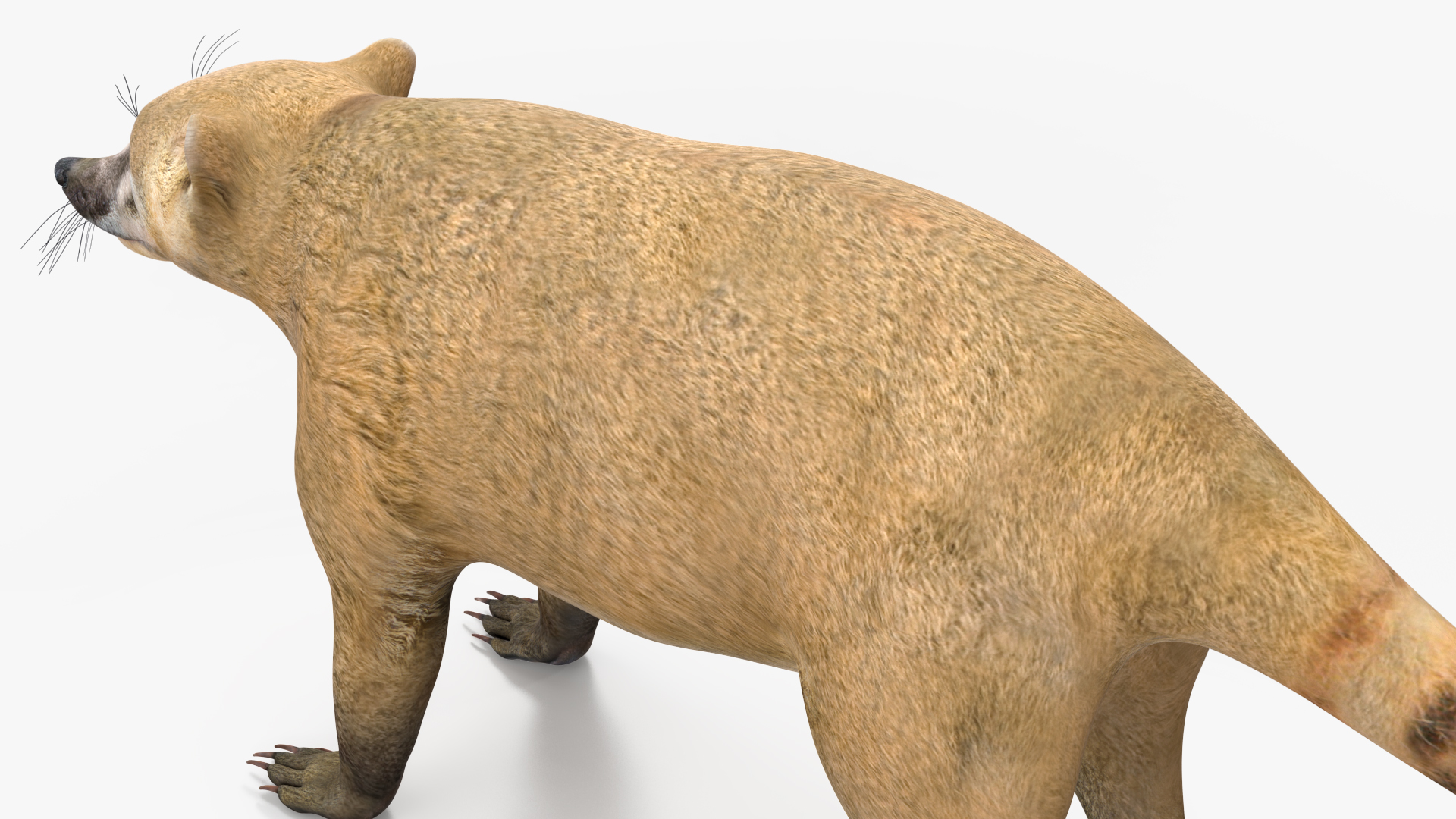 3D model Mountain Coati Basic Pose
