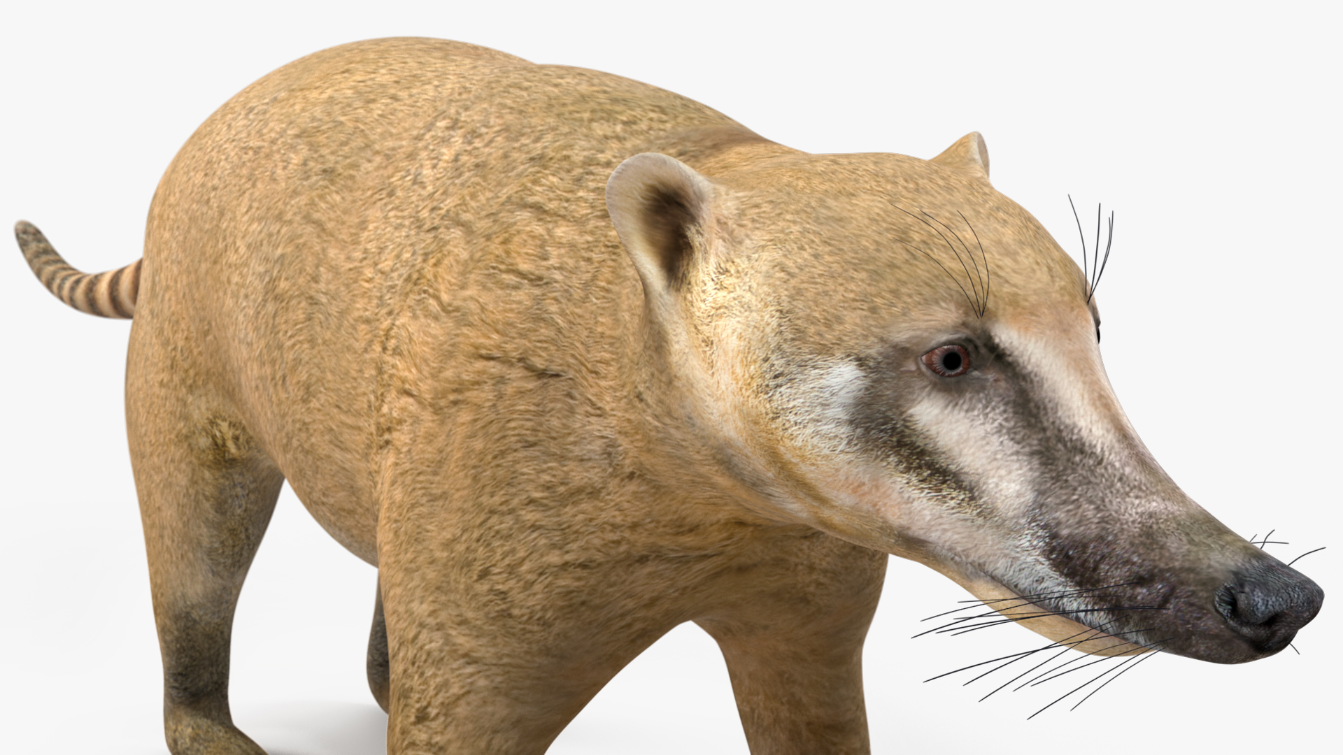 3D model Mountain Coati Basic Pose