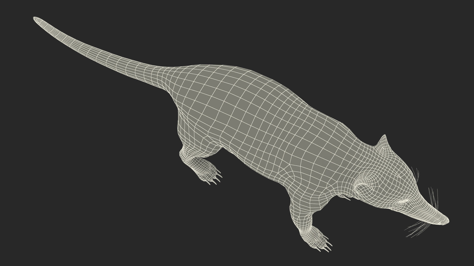 3D model Mountain Coati Basic Pose