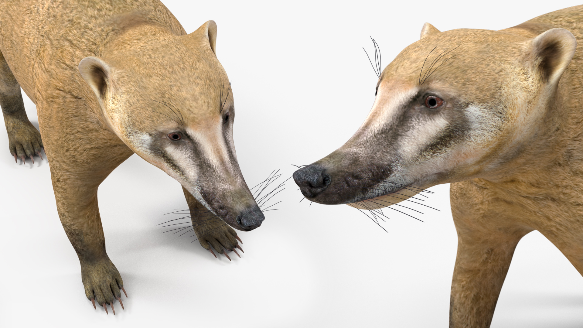 3D model Mountain Coati Basic Pose