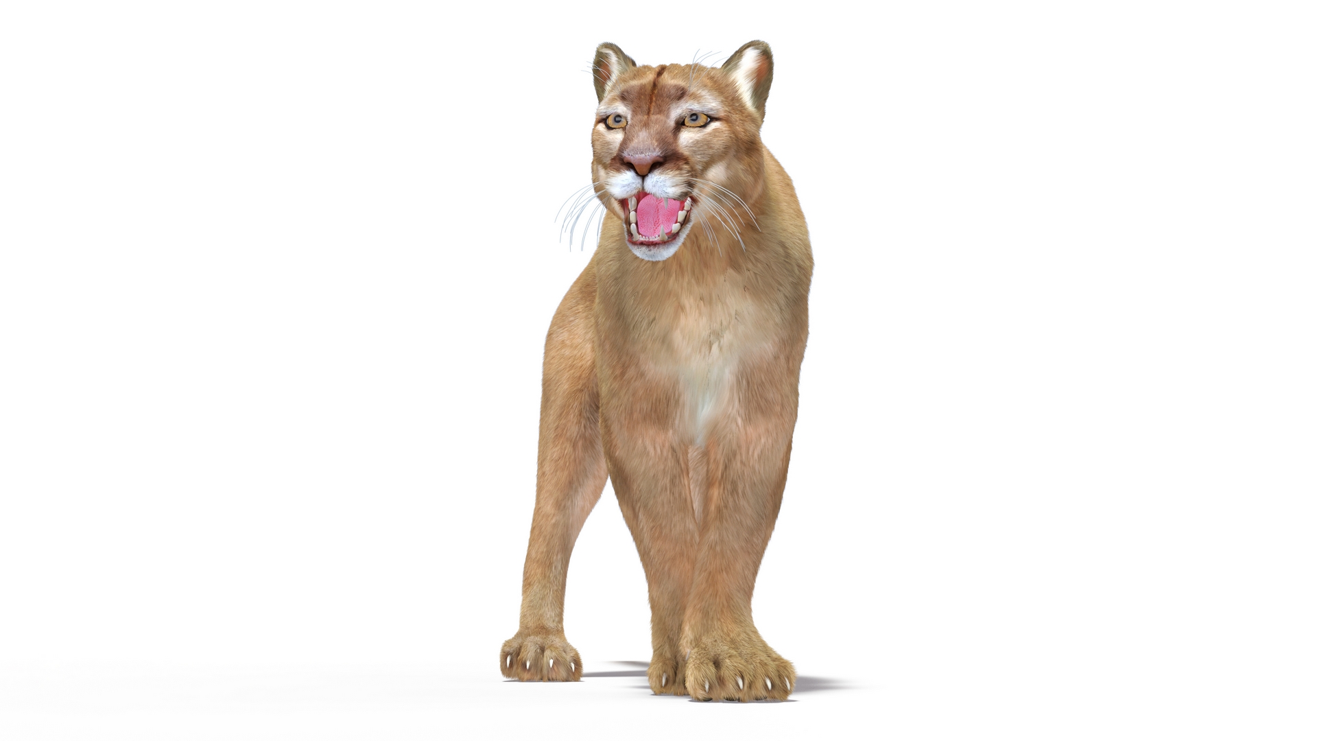 Snarling Puma Fur 3D