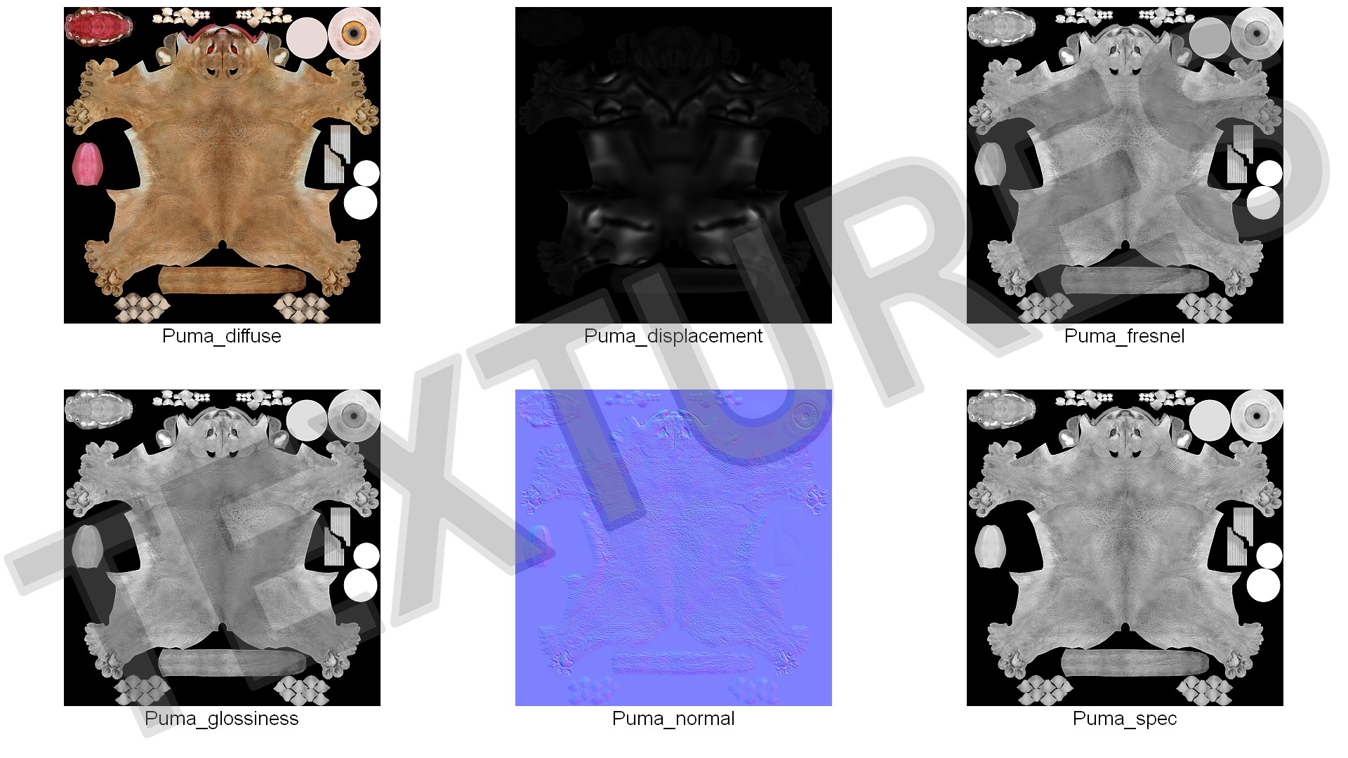 Snarling Puma Fur 3D