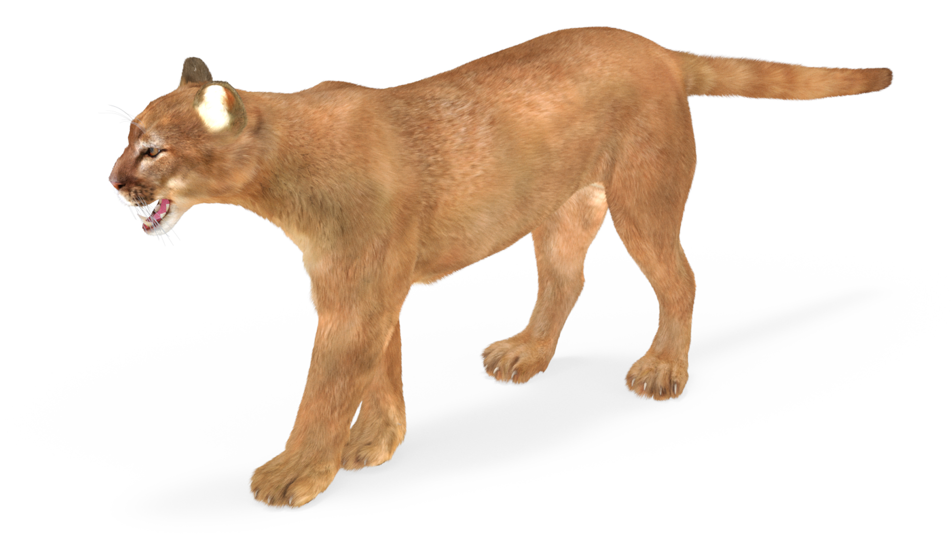 Snarling Puma Fur 3D
