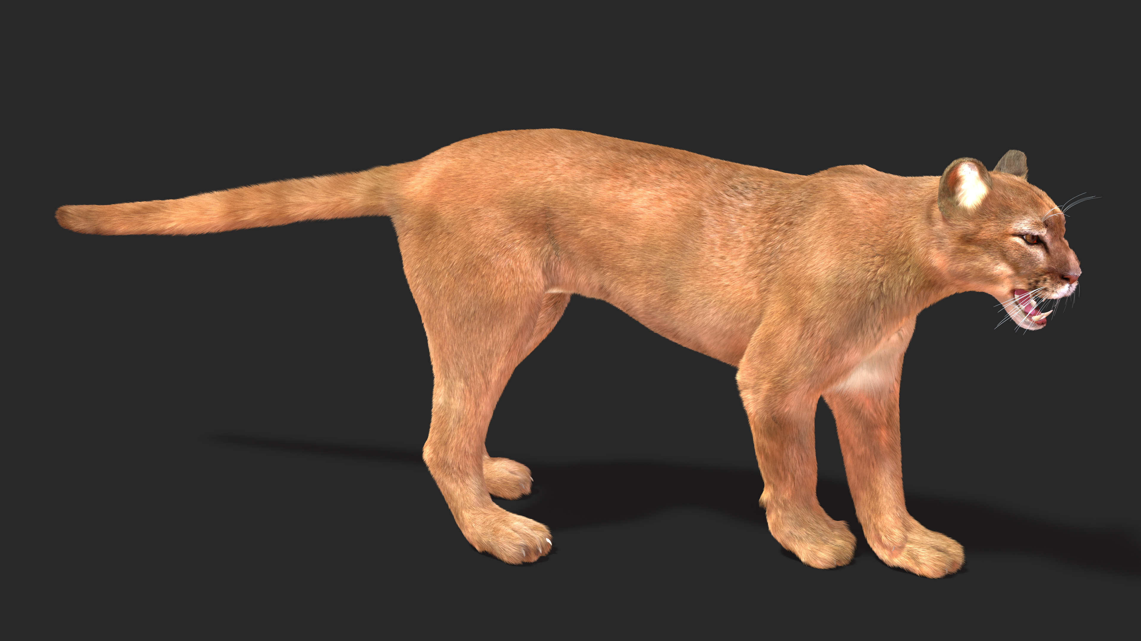 Snarling Puma Fur 3D