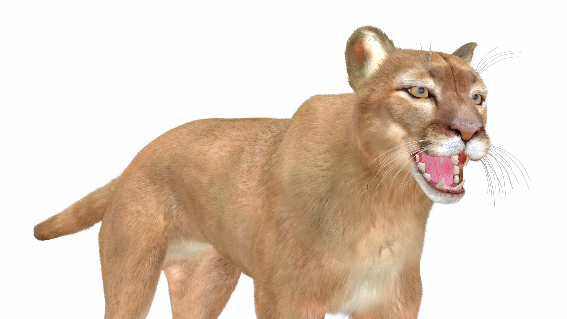Snarling Puma Fur 3D