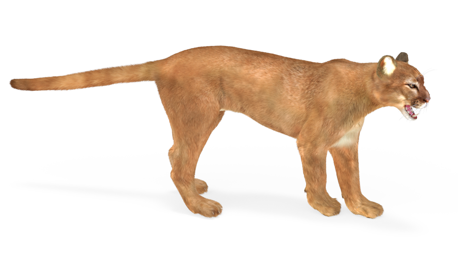 Snarling Puma Fur 3D