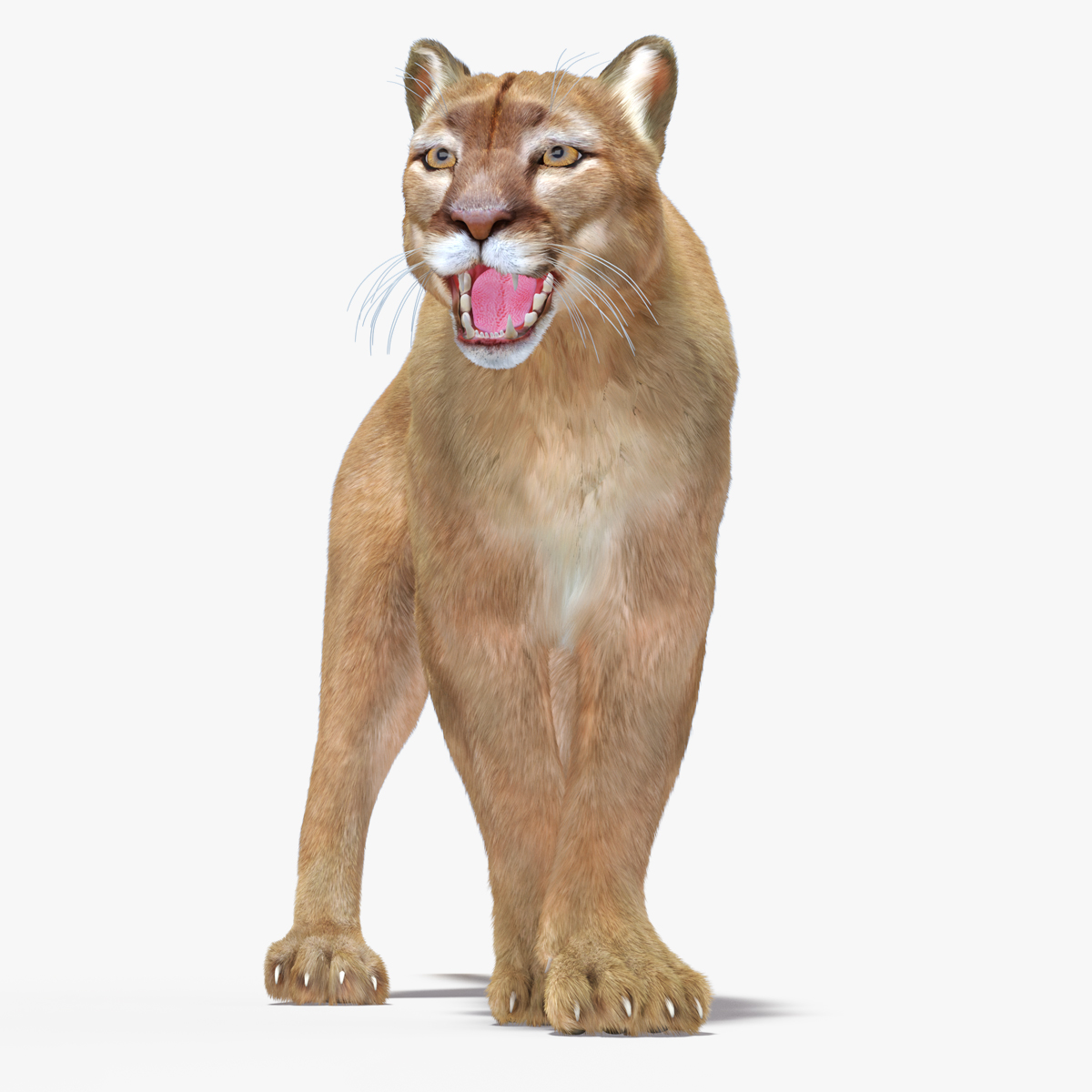 Snarling Puma Fur 3D