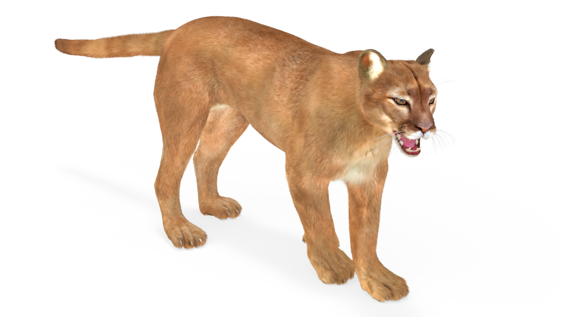 Snarling Puma Fur 3D