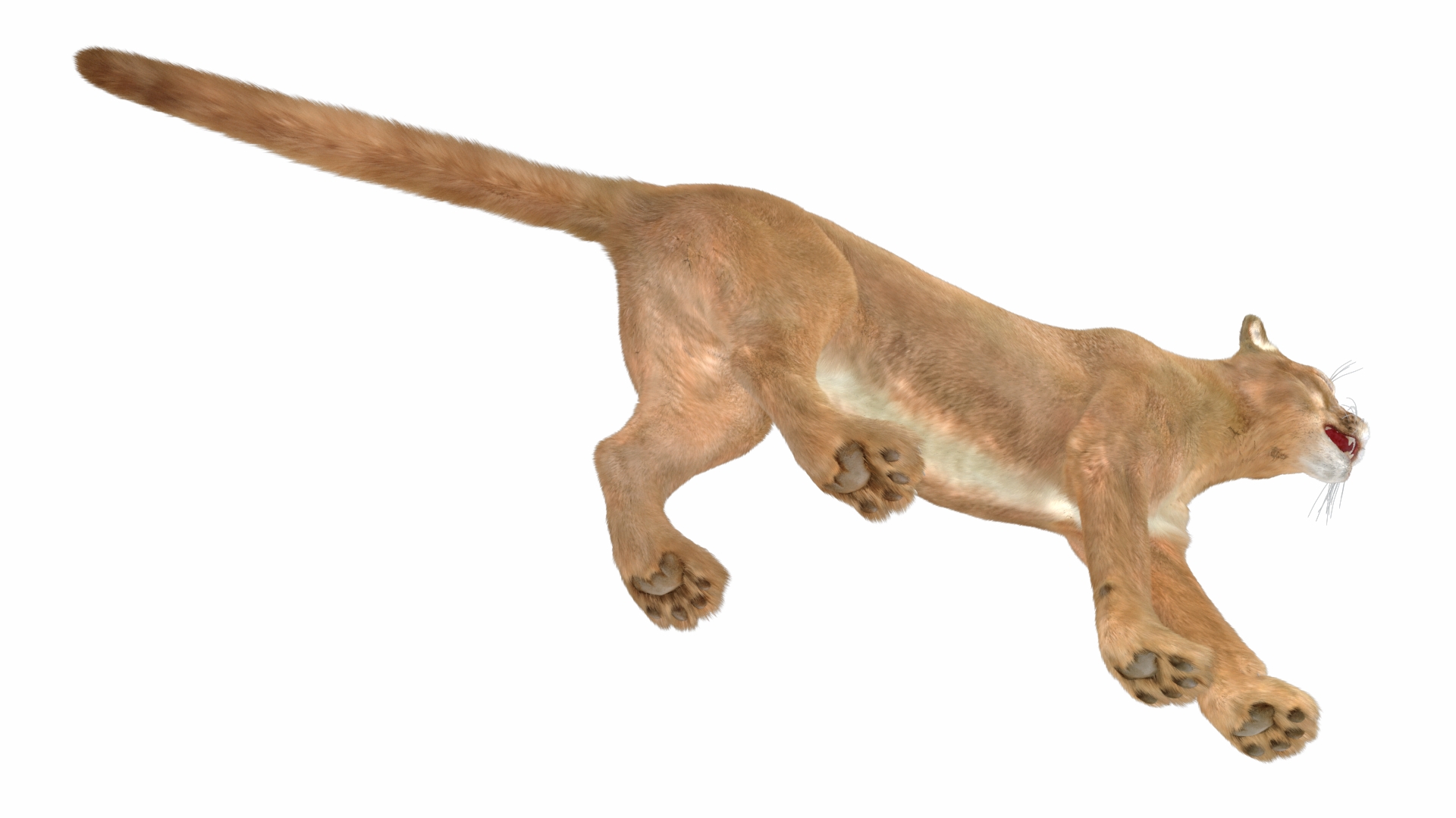Snarling Puma Fur 3D