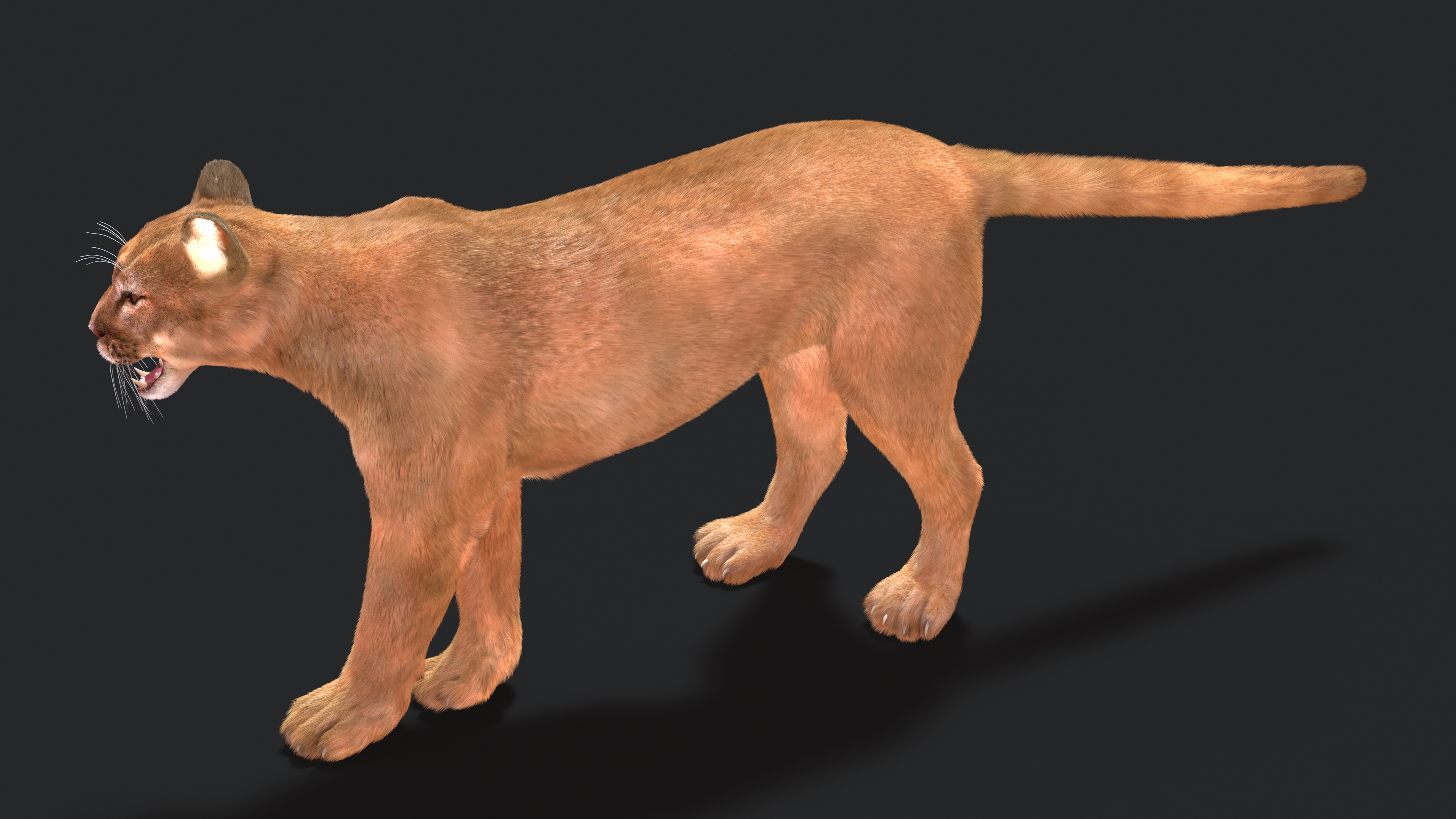 Snarling Puma Fur 3D