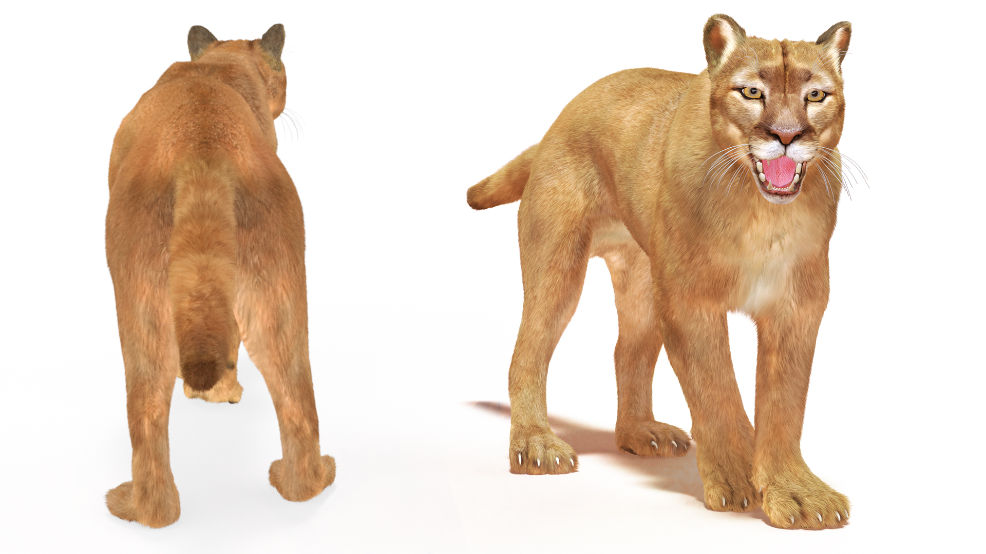 Snarling Puma Fur 3D