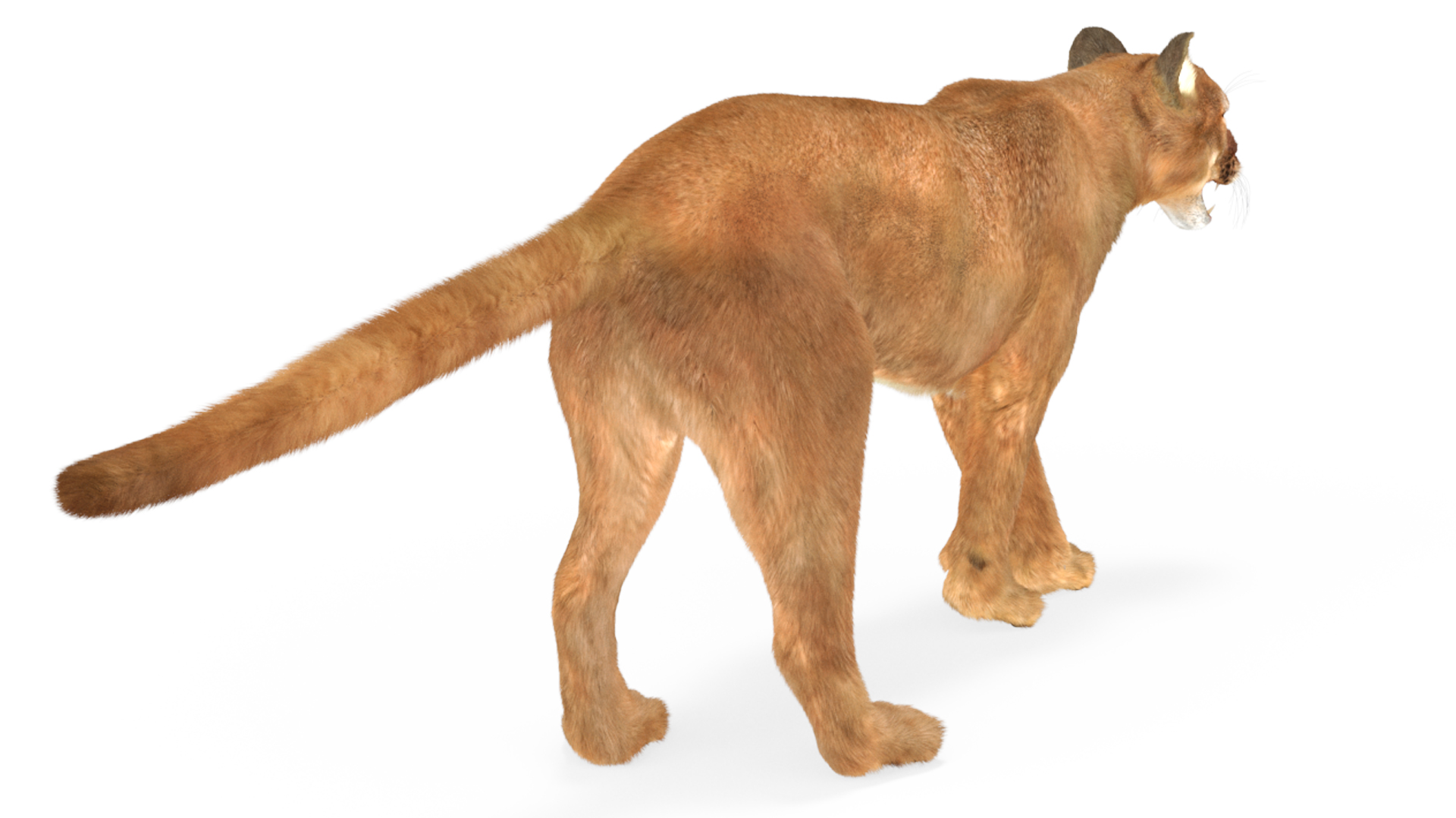 Snarling Puma Fur 3D
