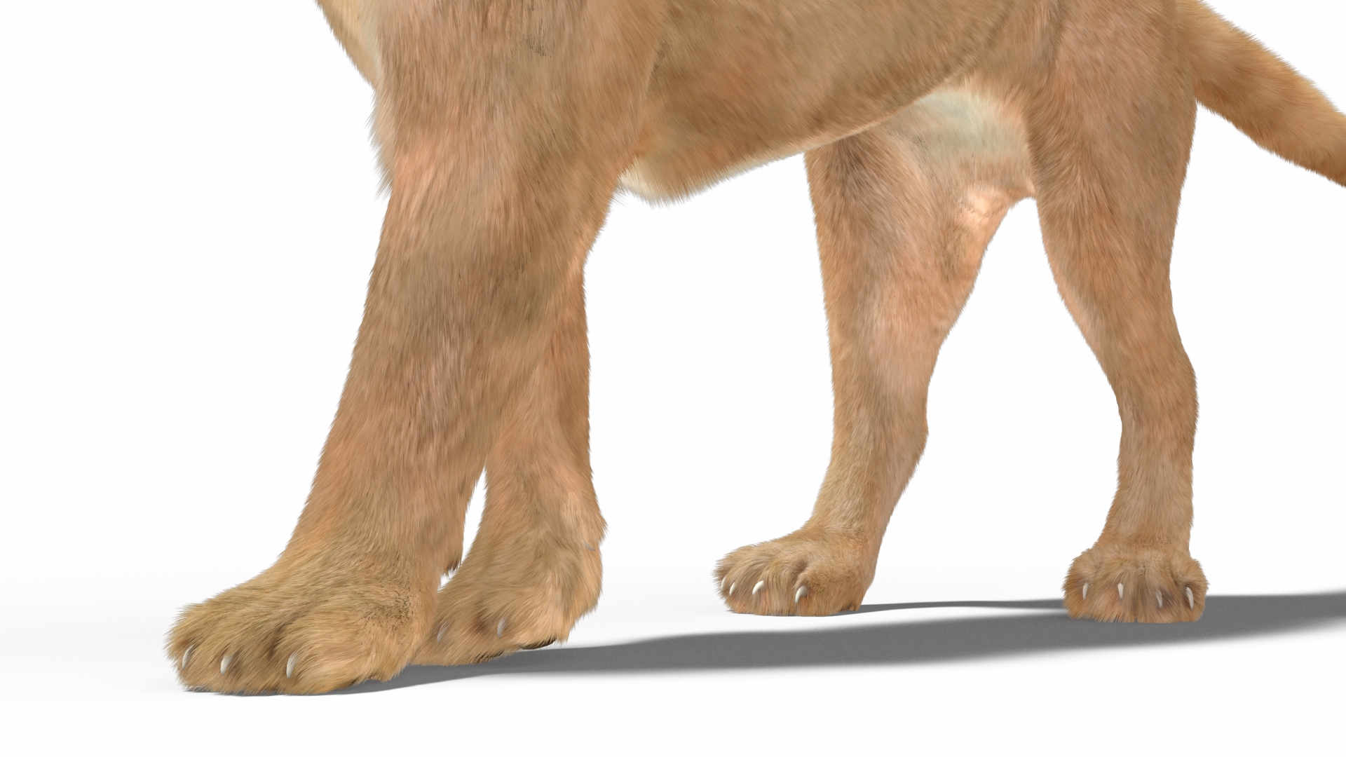 Snarling Puma Fur 3D