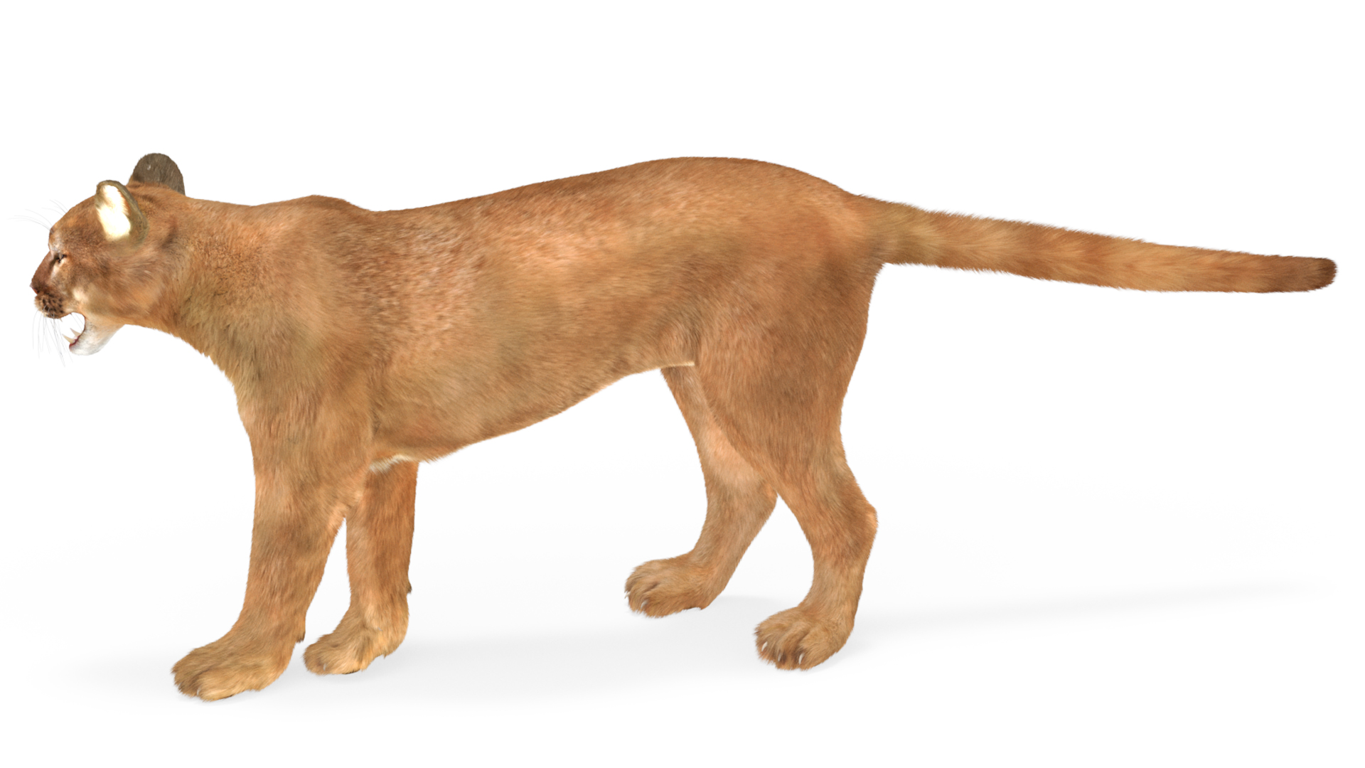 Snarling Puma Fur 3D
