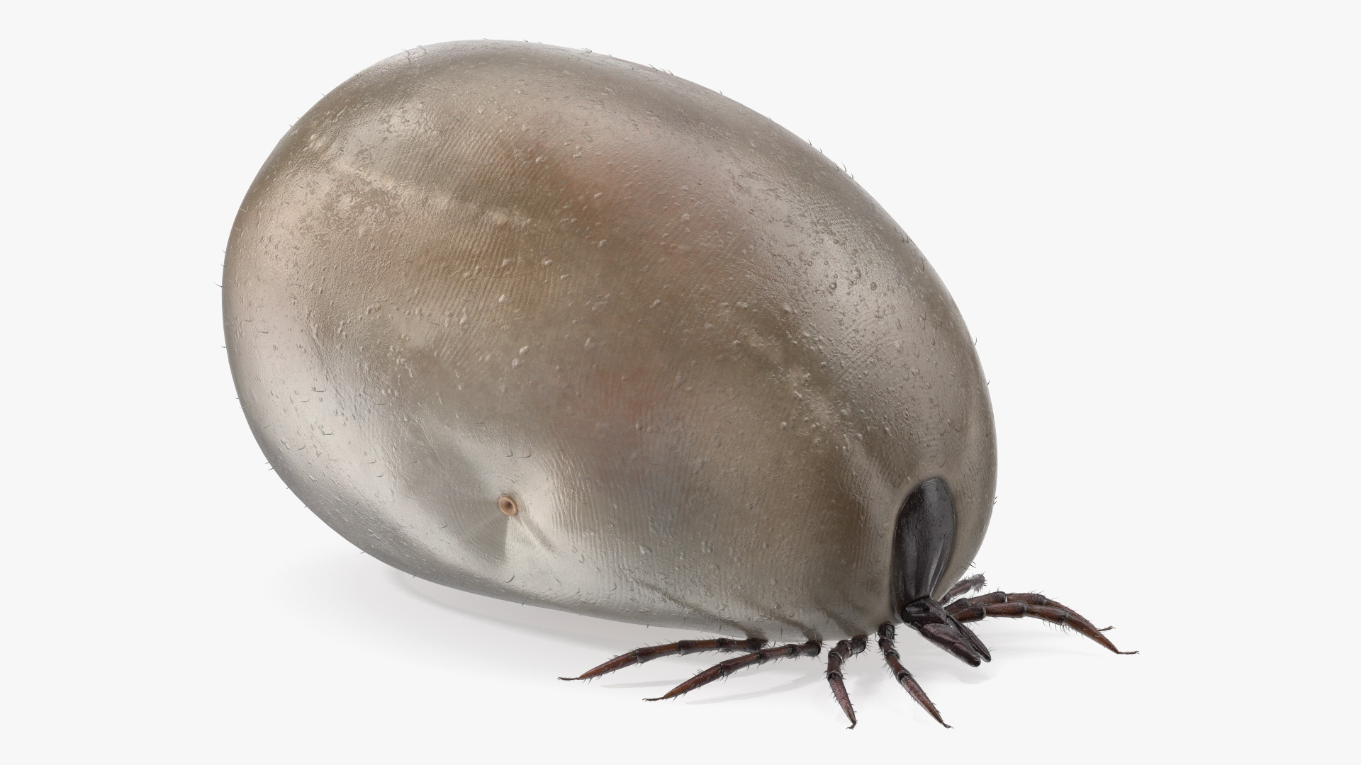 3D Bloated Tick Fur Rigged model