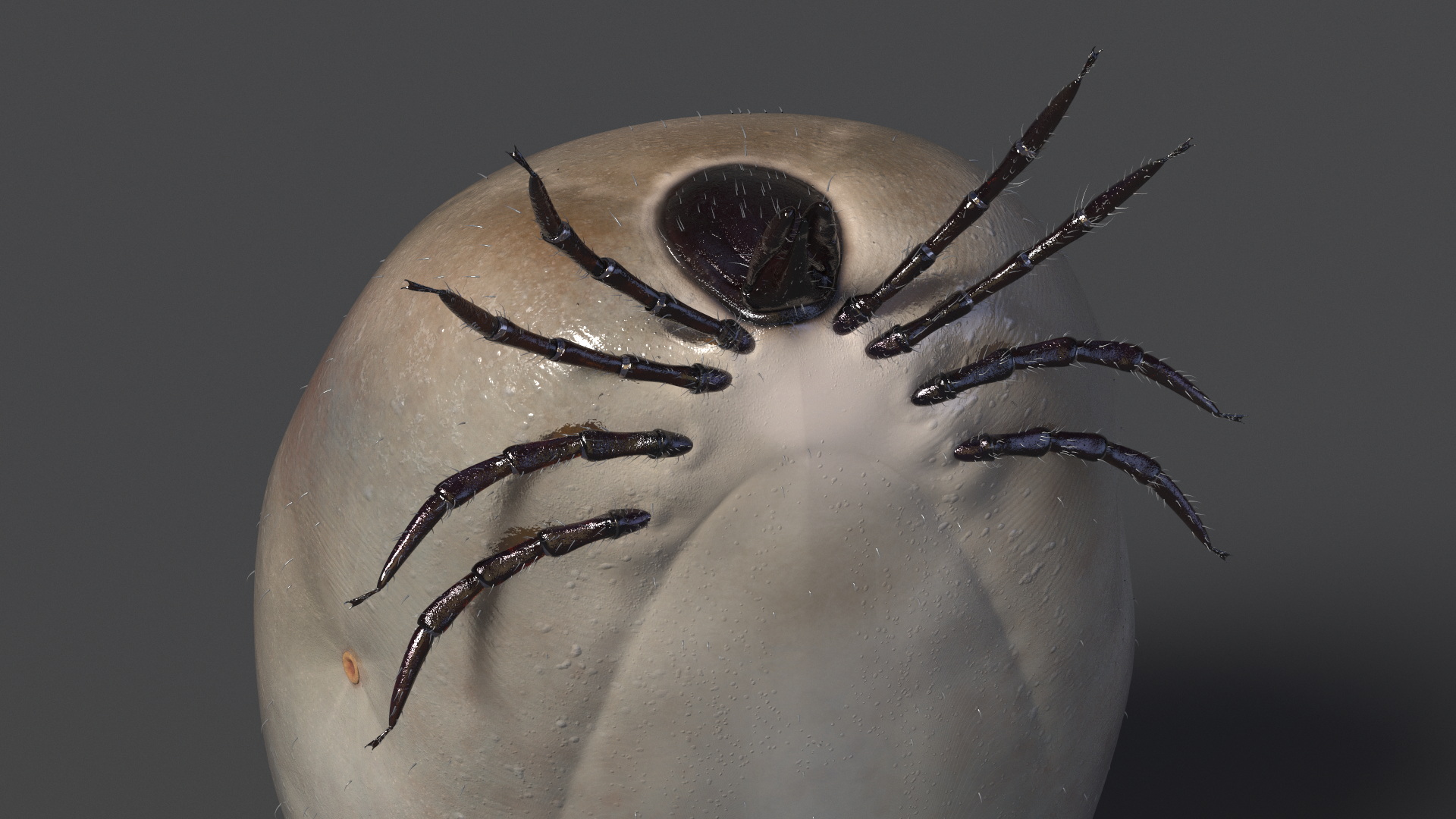 3D Bloated Tick Fur Rigged model