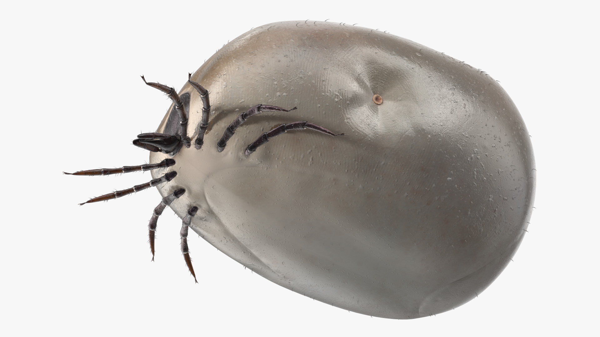 3D Bloated Tick Fur Rigged model
