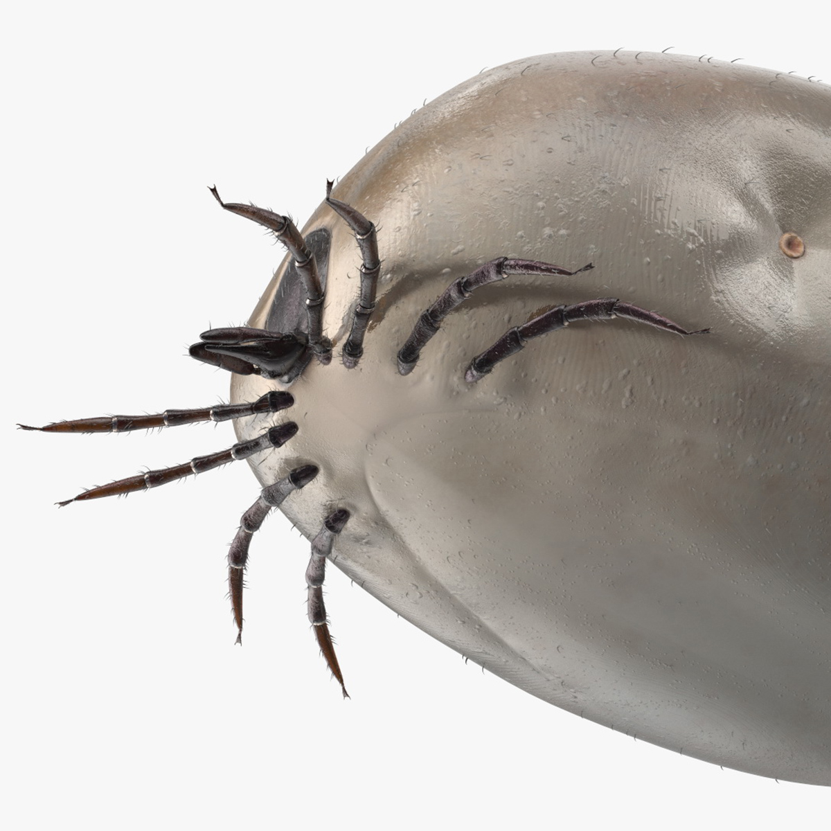 3D Bloated Tick Fur Rigged model