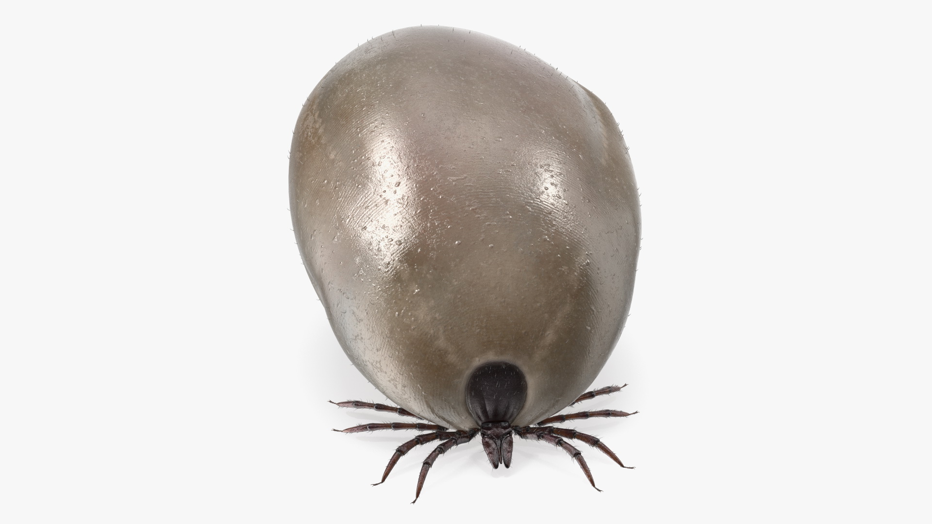 3D Bloated Tick Fur Rigged model