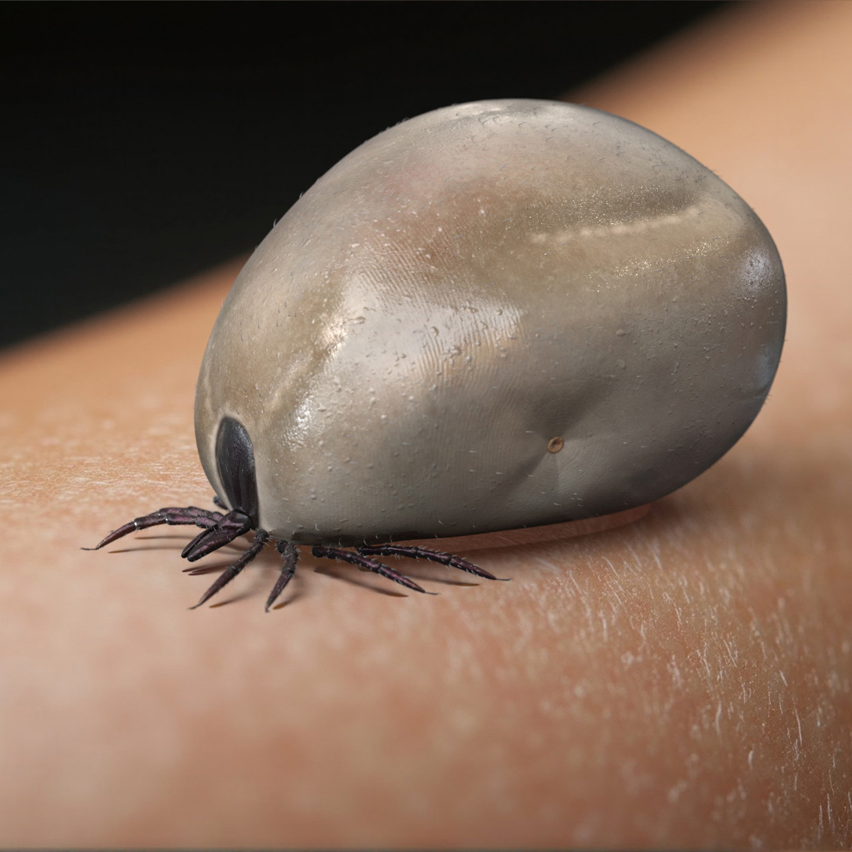 3D Bloated Tick Fur Rigged model