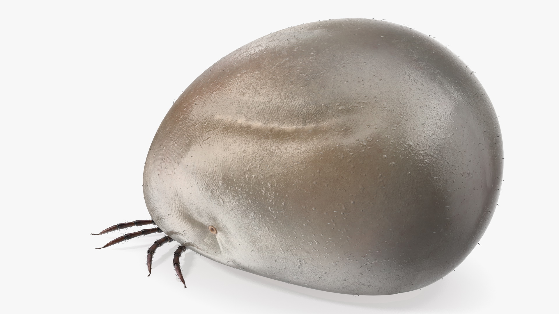 3D Bloated Tick Fur Rigged model