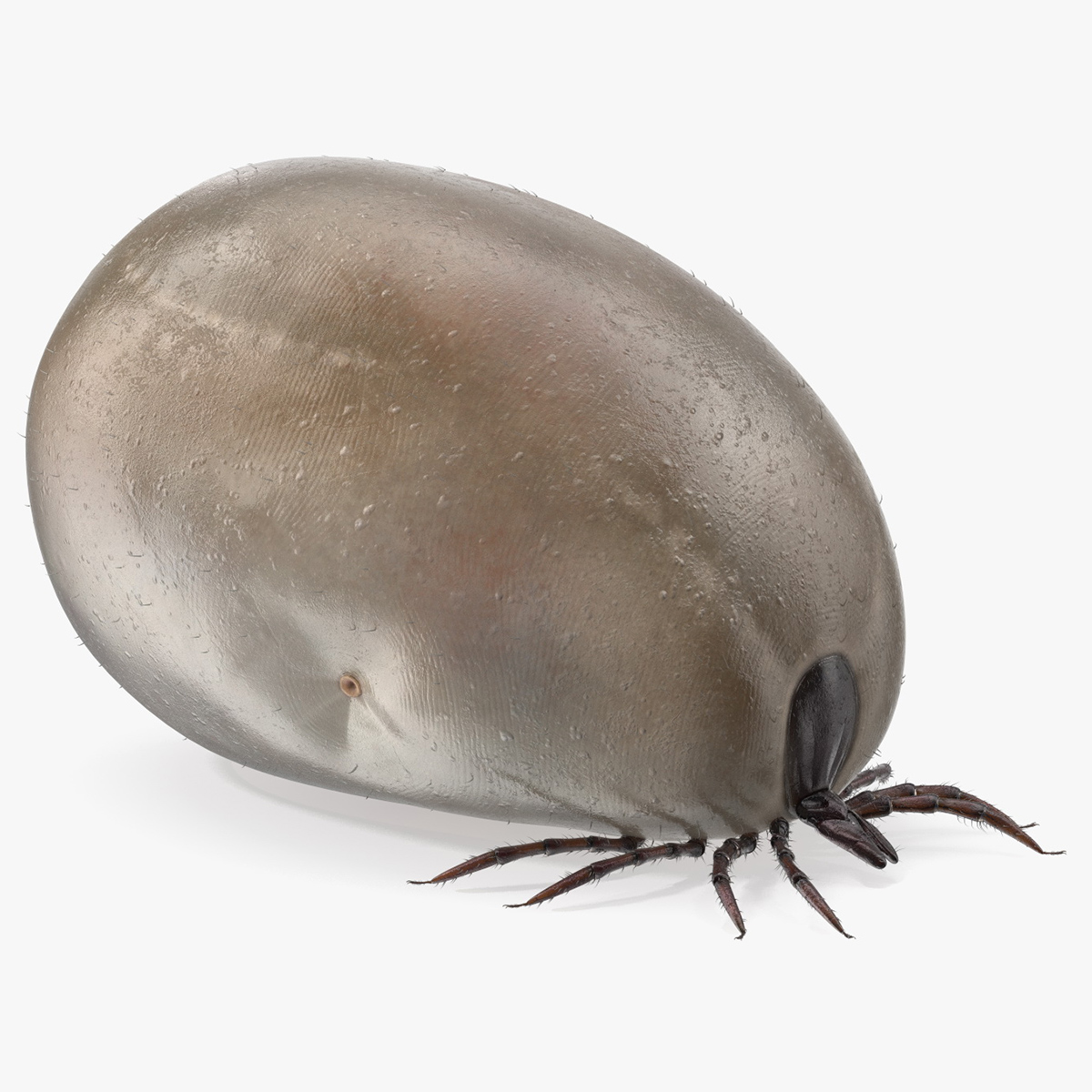 3D Bloated Tick Fur Rigged model