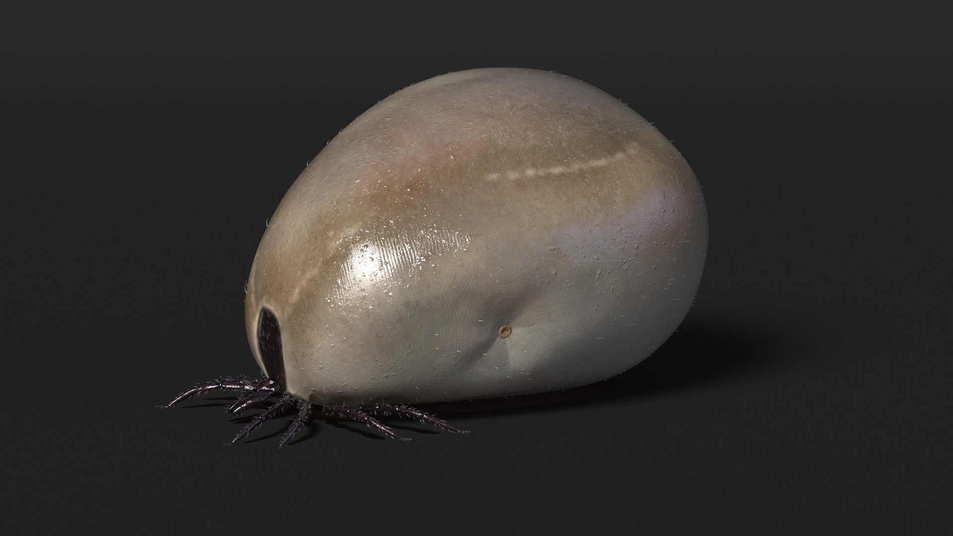 3D Bloated Tick Fur Rigged model