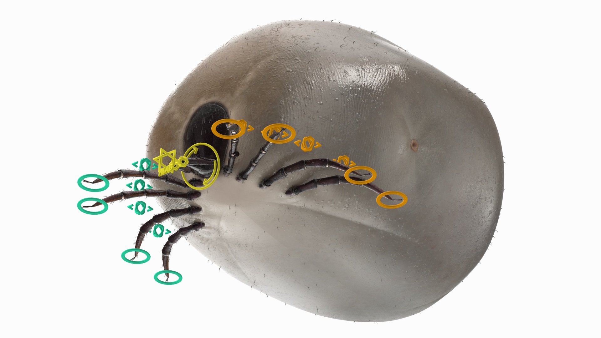 3D Bloated Tick Fur Rigged model