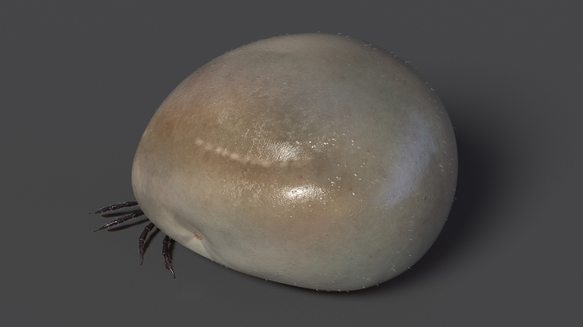 3D Bloated Tick Fur Rigged model