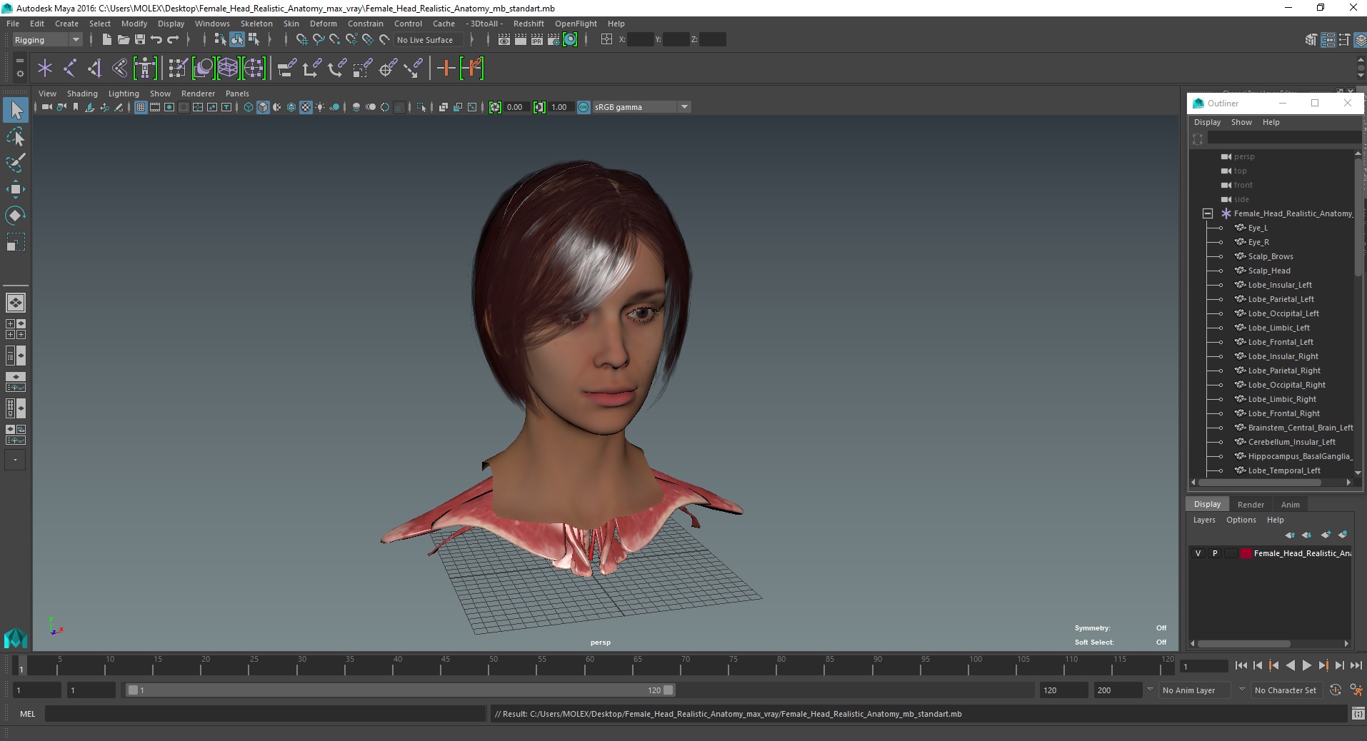 Female Head Realistic Anatomy 3D model