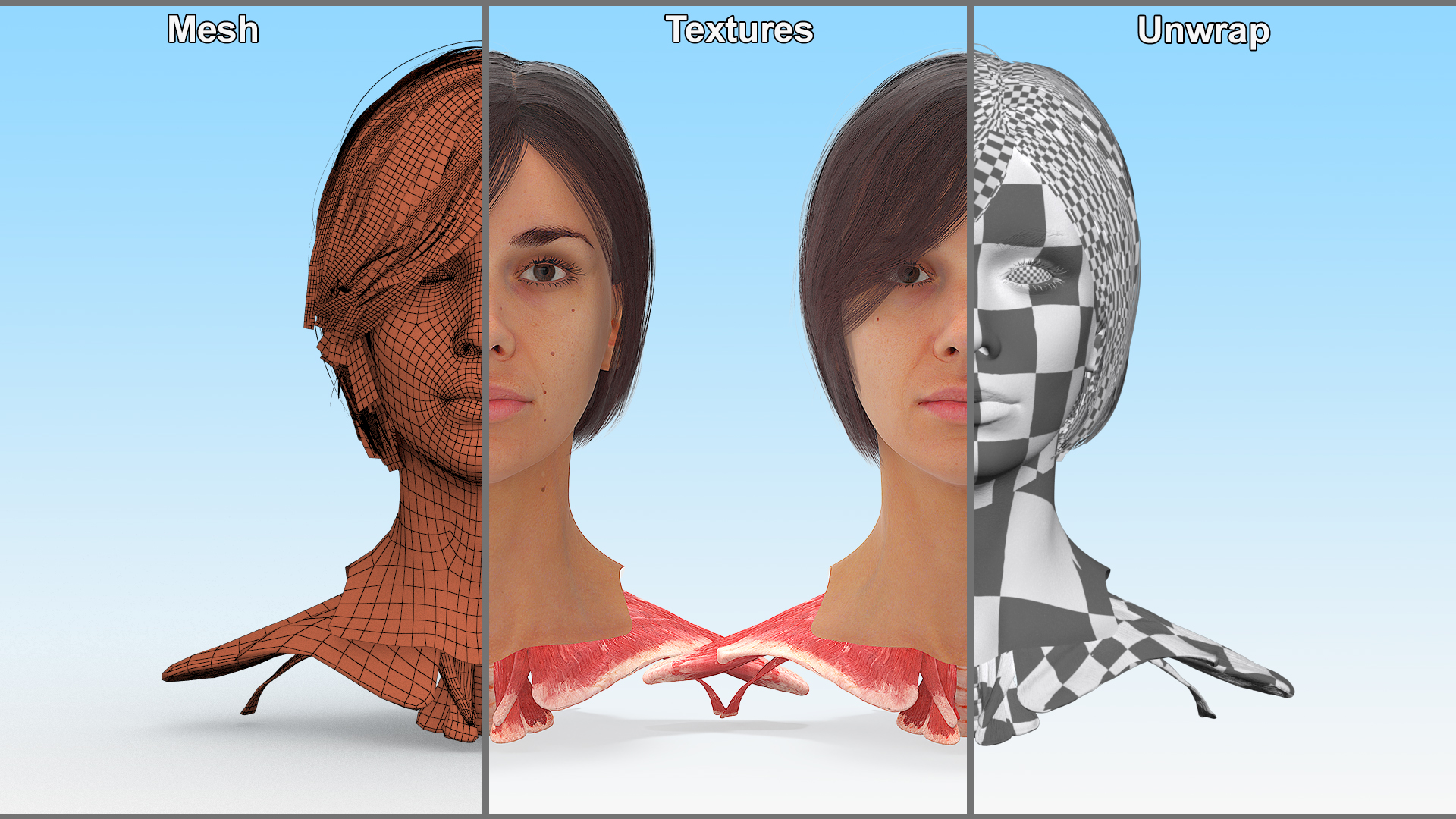 Female Head Realistic Anatomy 3D model