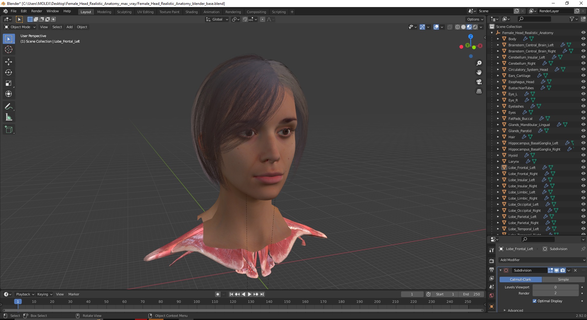 Female Head Realistic Anatomy 3D model