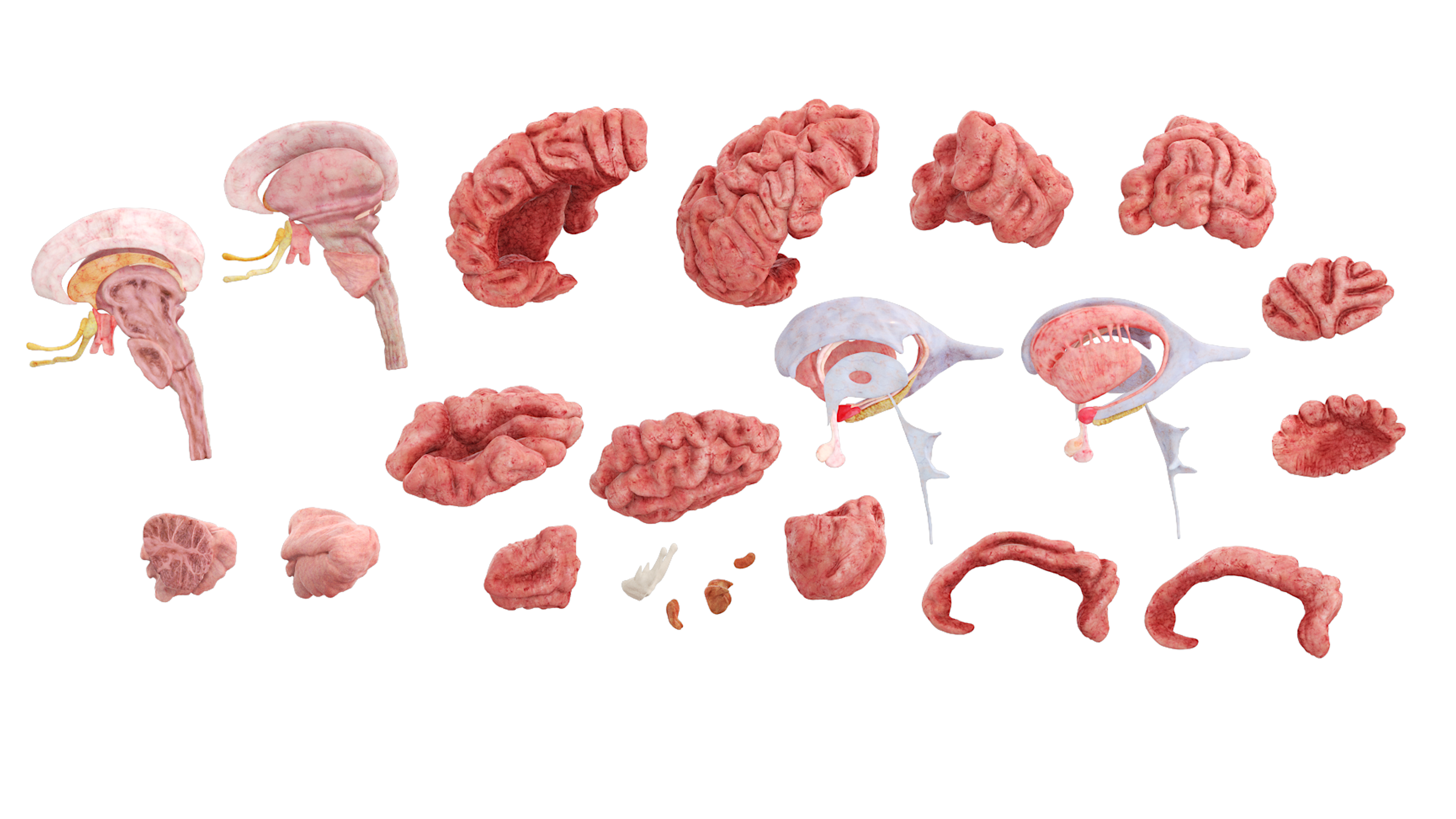 Female Head Realistic Anatomy 3D model