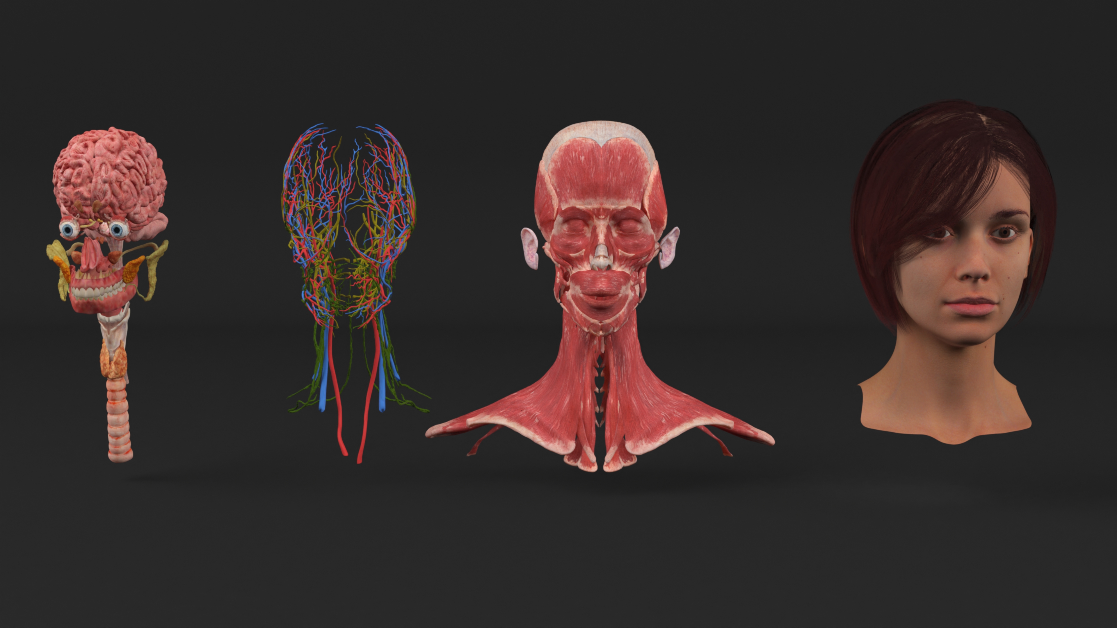 Female Head Realistic Anatomy 3D model