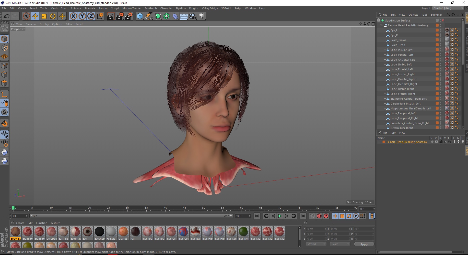 Female Head Realistic Anatomy 3D model