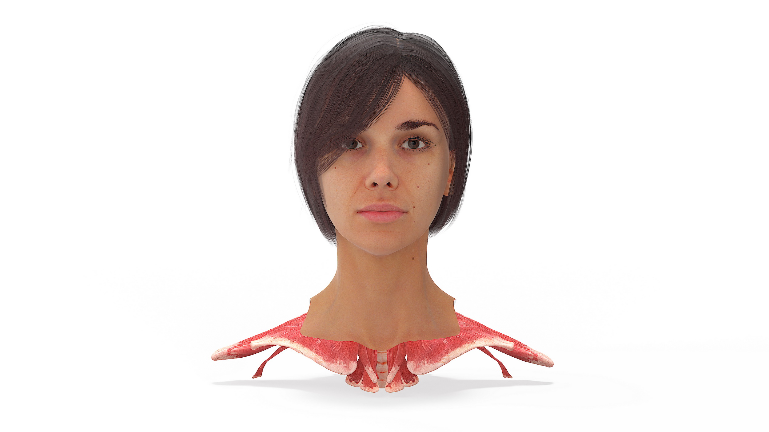 Female Head Realistic Anatomy 3D model