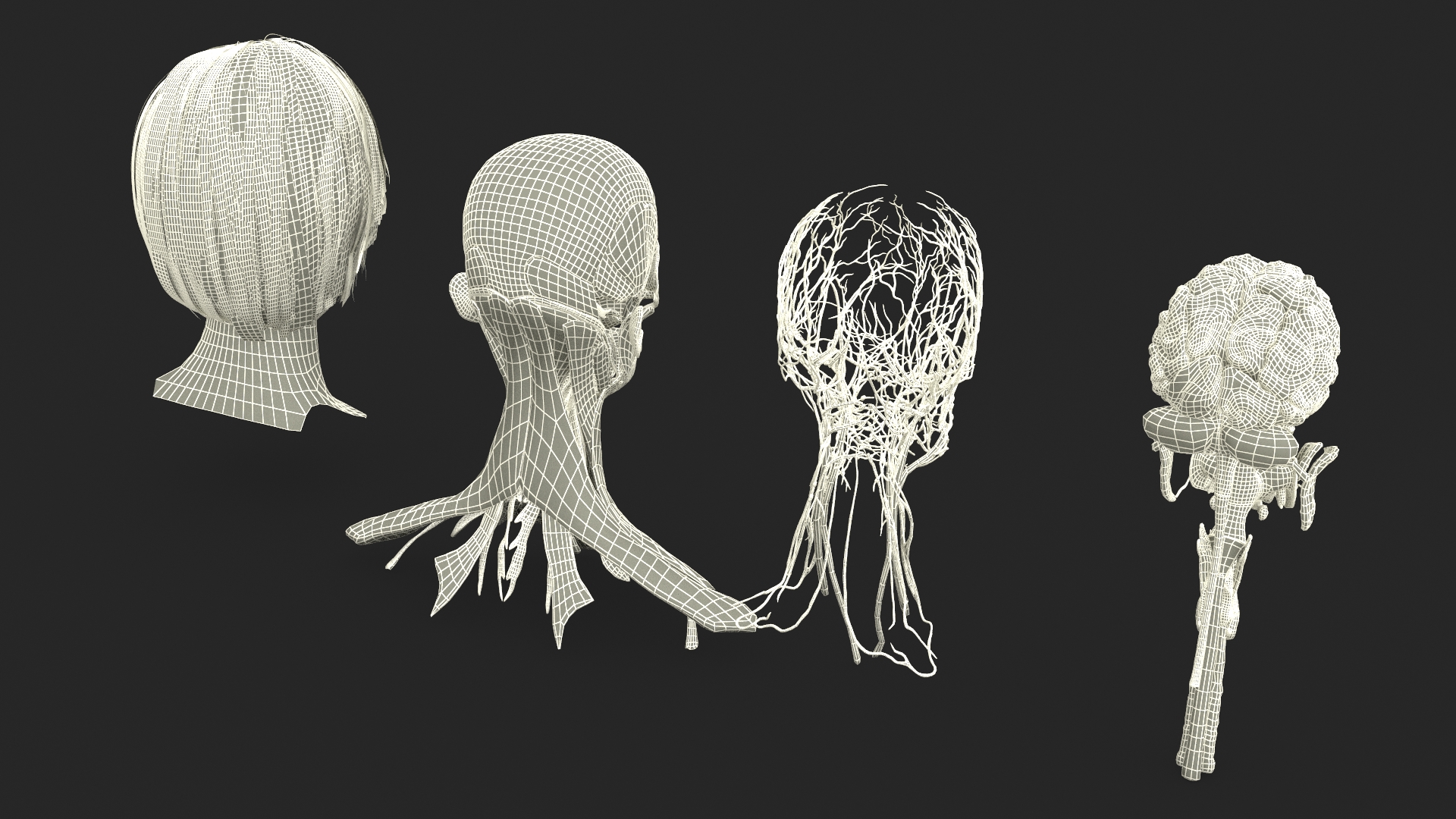 Female Head Realistic Anatomy 3D model