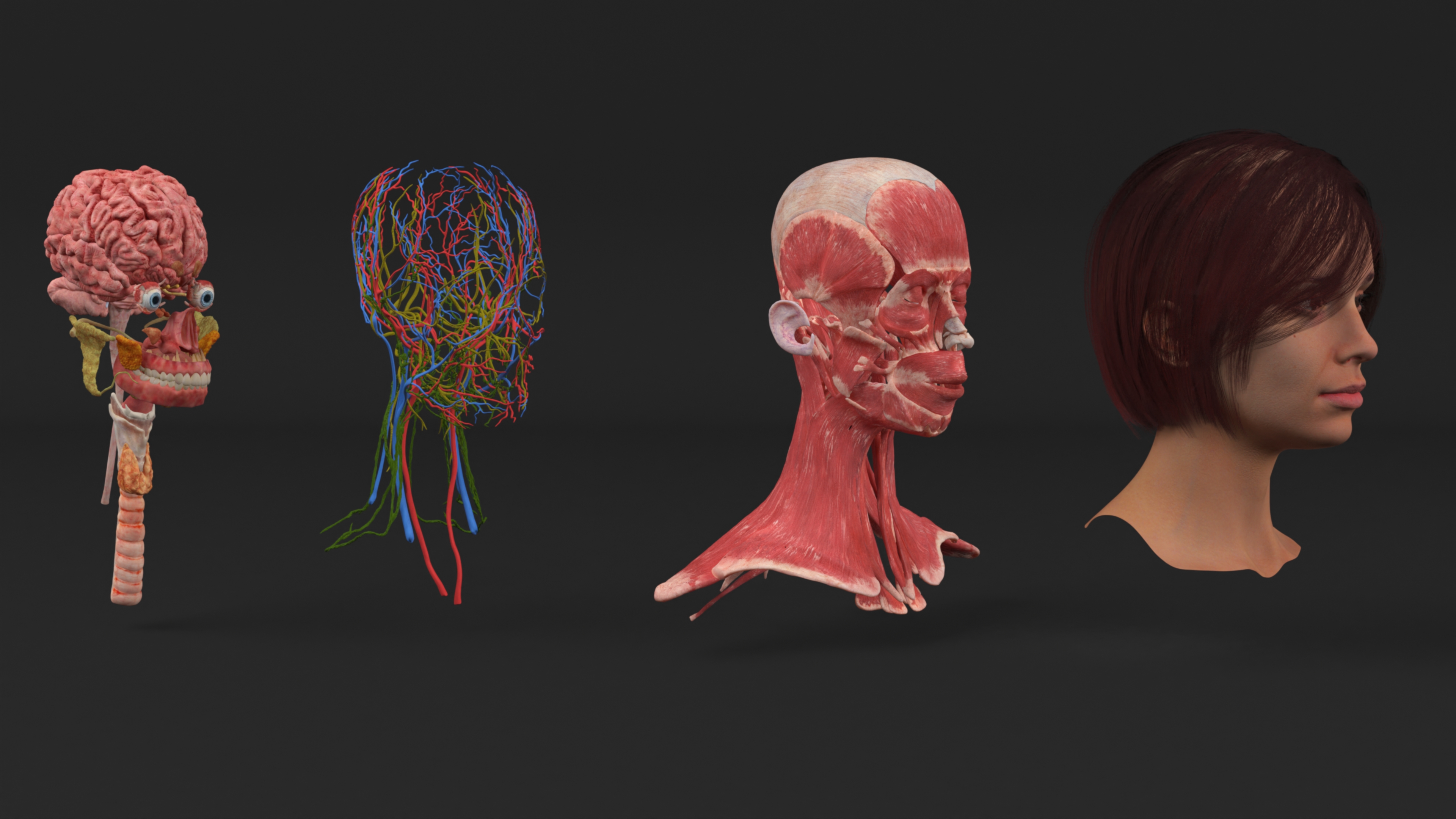 Female Head Realistic Anatomy 3D model