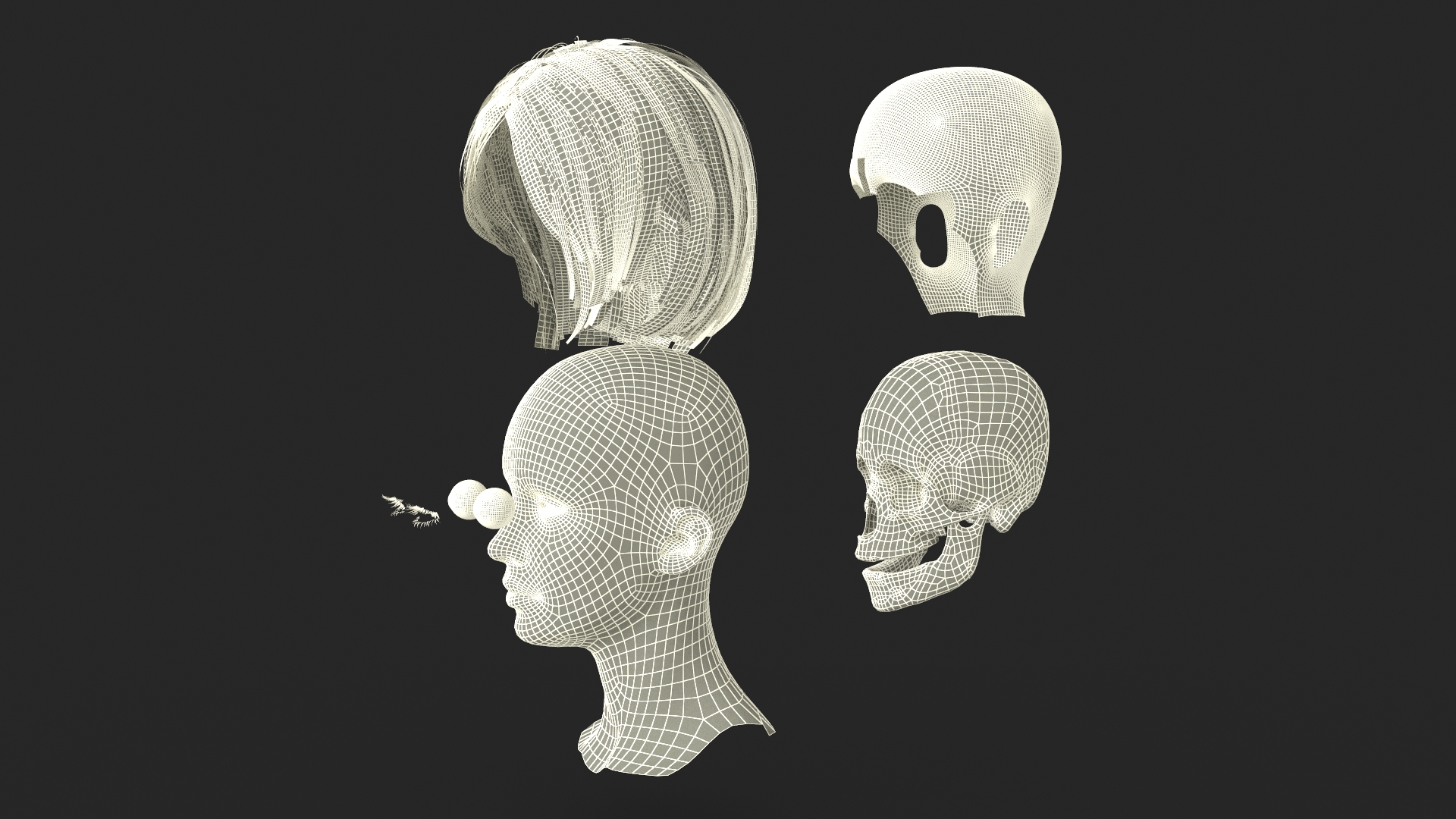 Female Head Realistic Anatomy 3D model