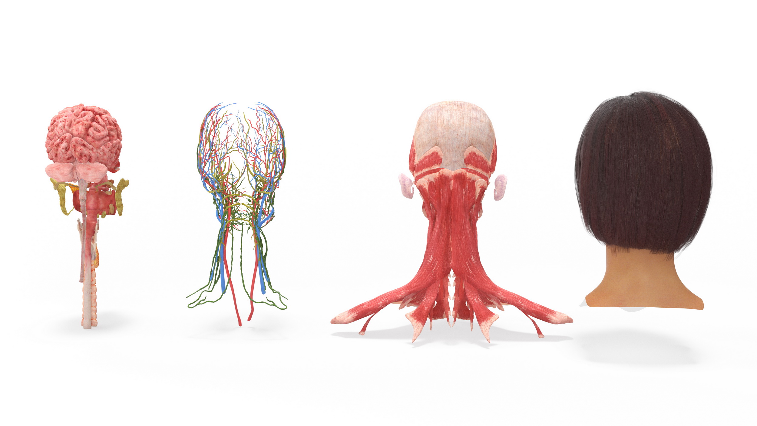 Female Head Realistic Anatomy 3D model