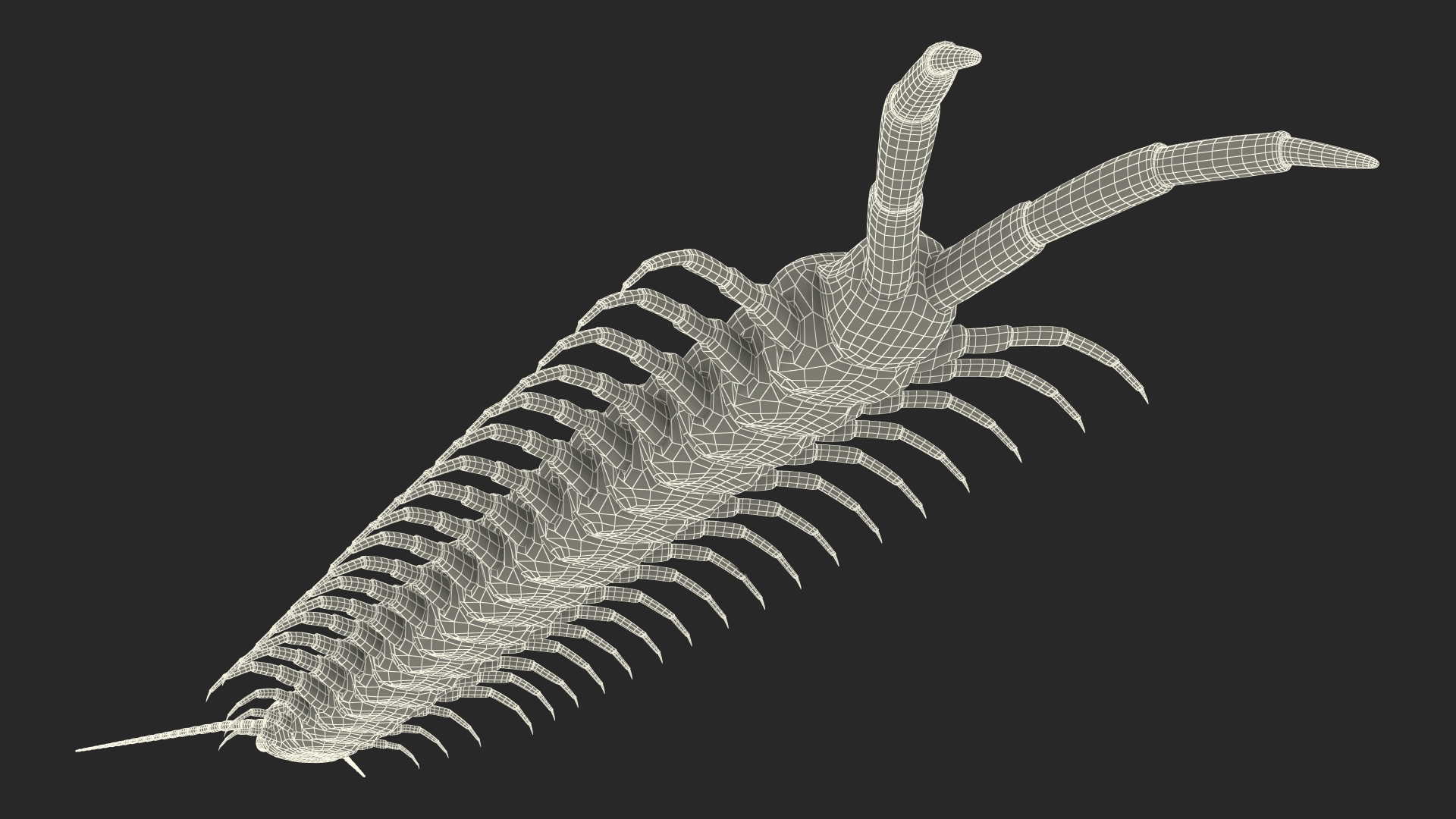 Scolopendra Subspinipes Mutilans Rigged 3D model