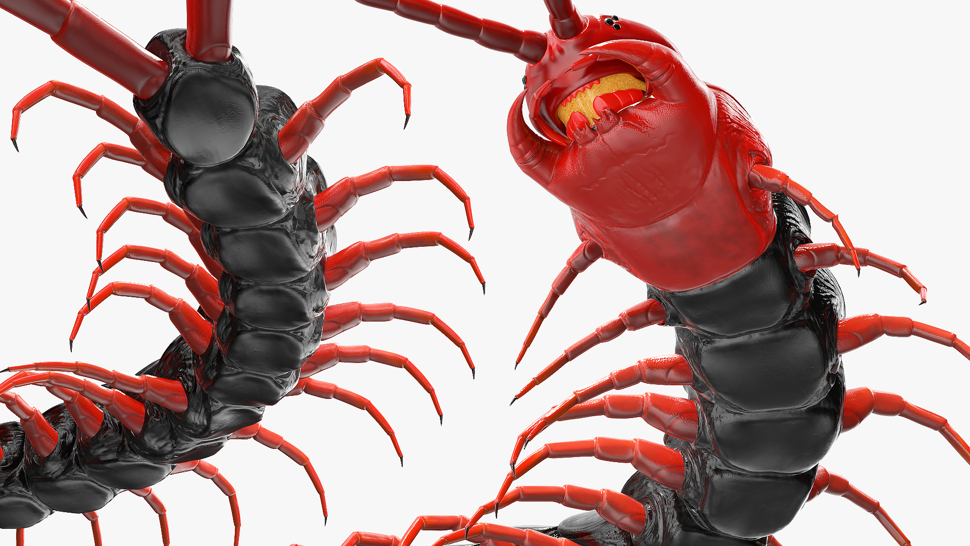 Scolopendra Subspinipes Mutilans Rigged 3D model