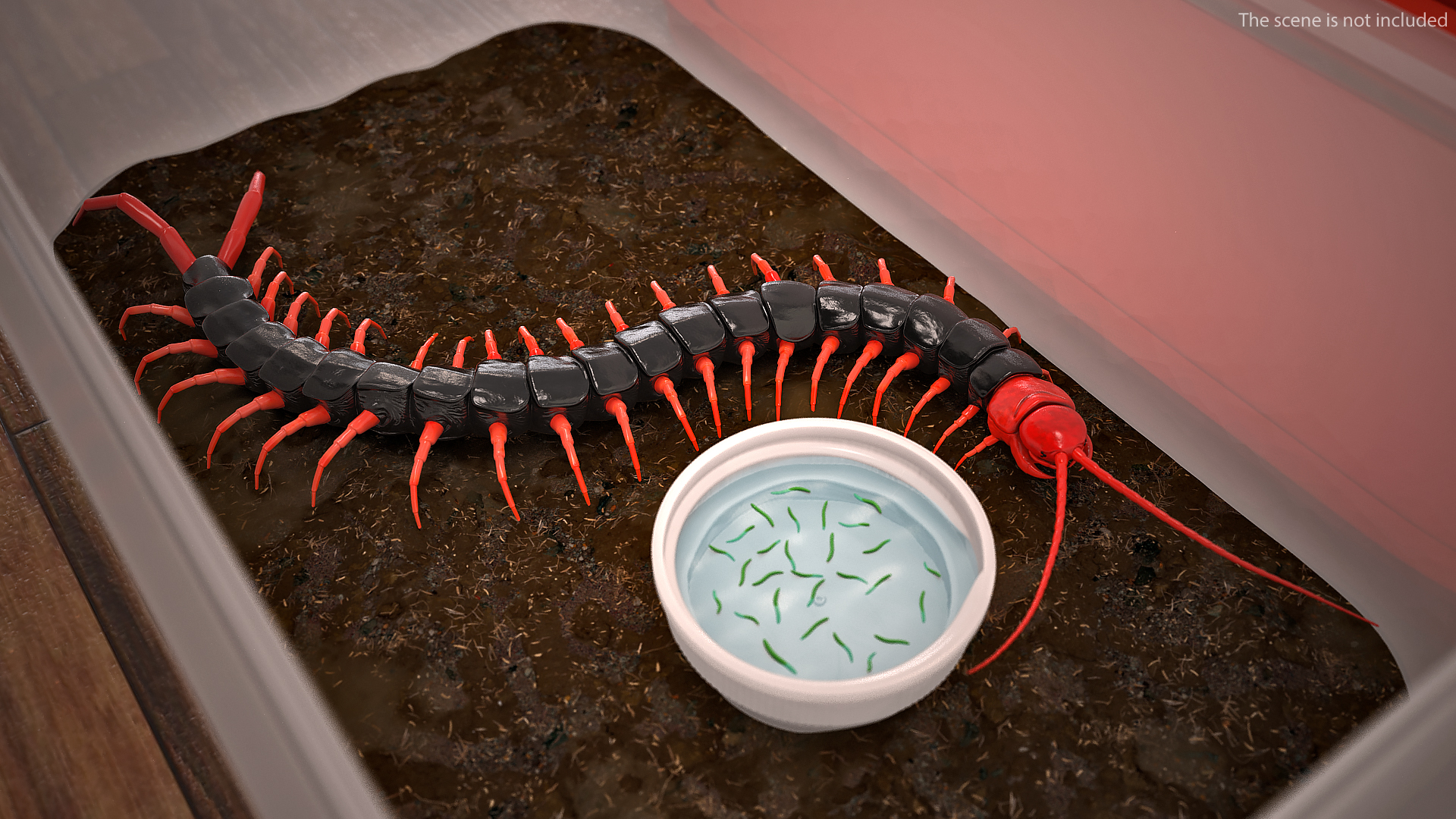 Scolopendra Subspinipes Mutilans Rigged 3D model