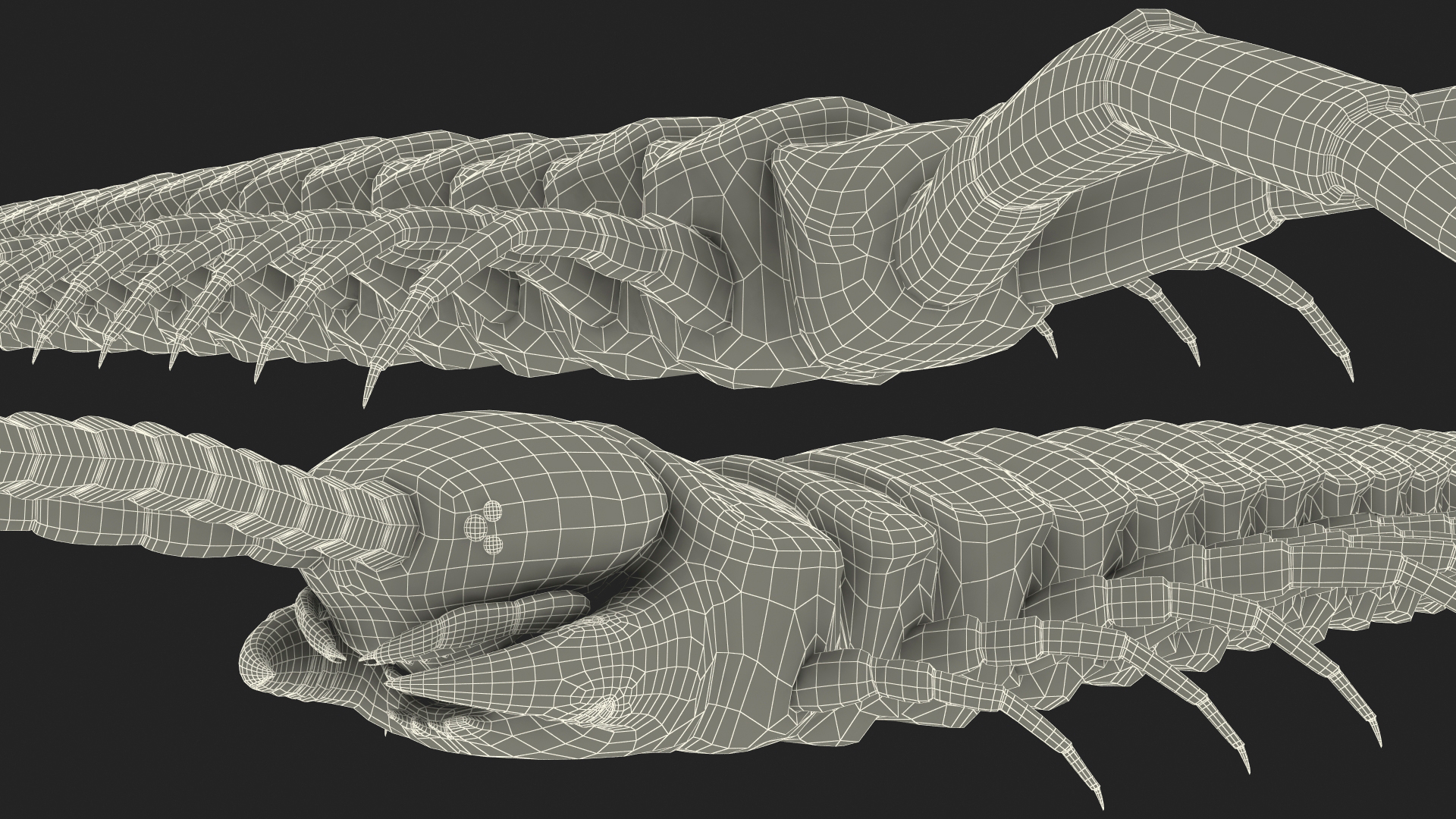 Scolopendra Subspinipes Mutilans Rigged 3D model
