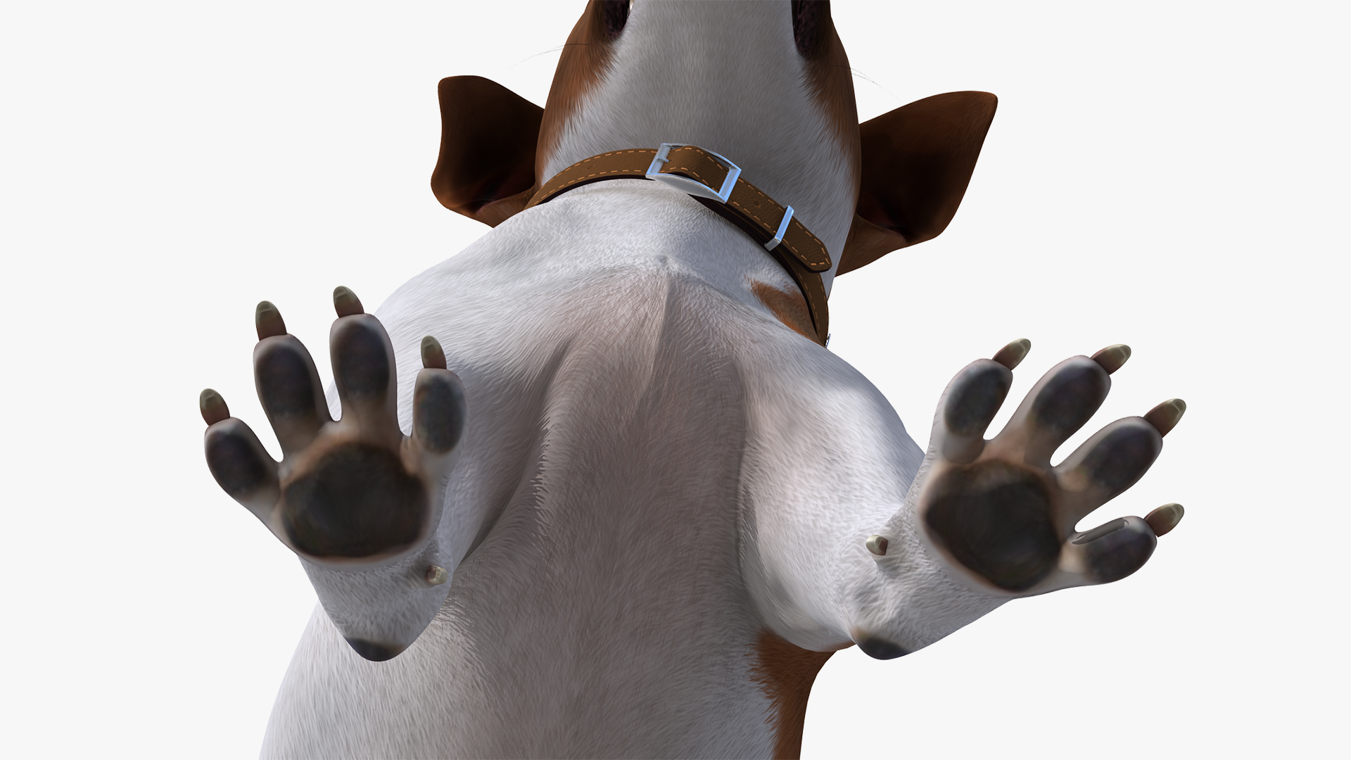 Jack Russell Terrier Spotted Attention Pose Fur 3D