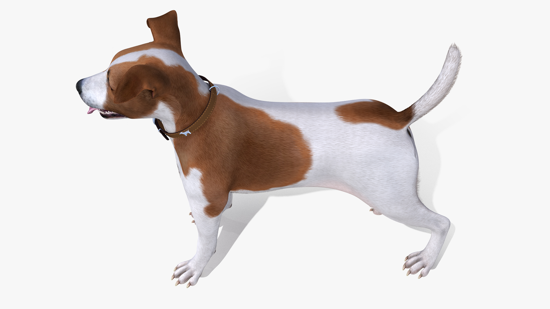Jack Russell Terrier Spotted Attention Pose Fur 3D